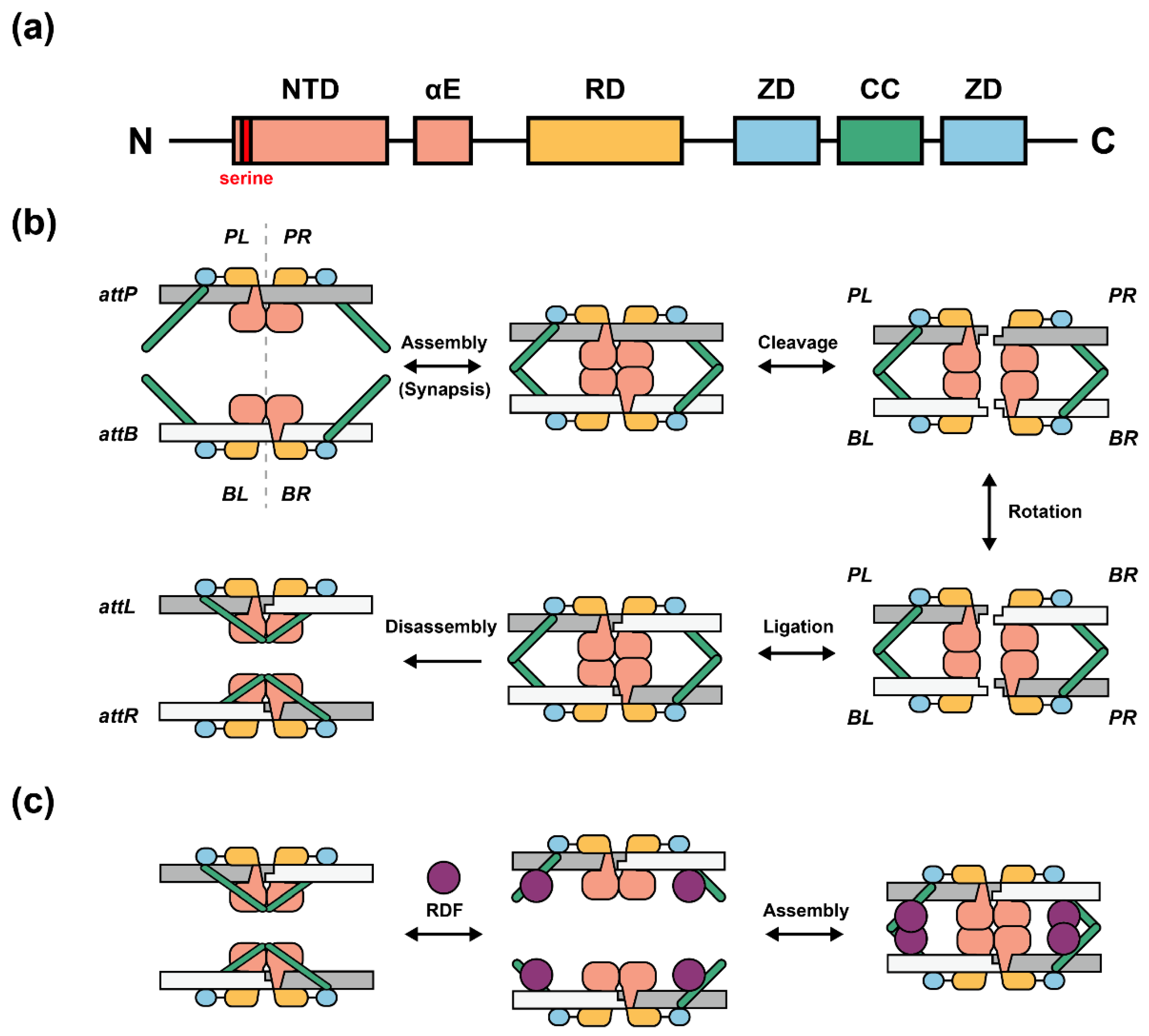 Synbio 01 00012 g001 Synbio 01 00012 g001