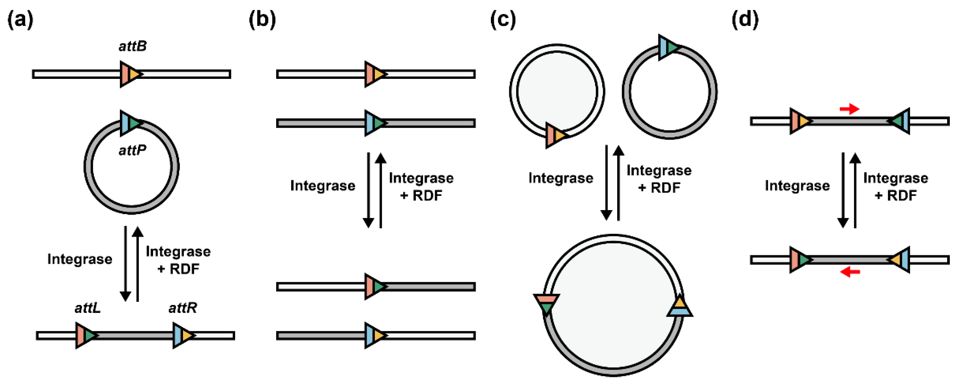 Synbio 01 00012 g002 Synbio 01 00012 g002
