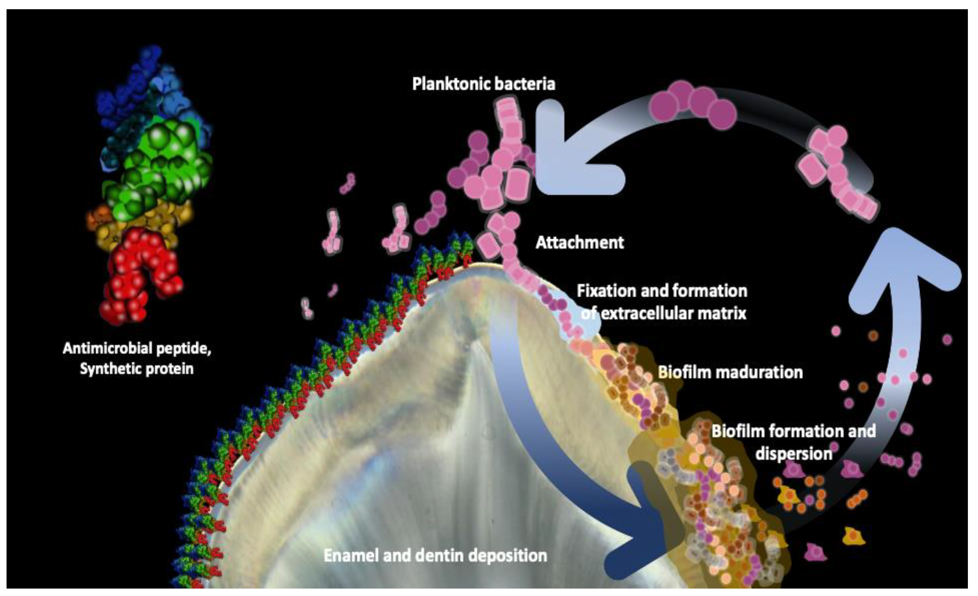 Synbio 02 00001 g001