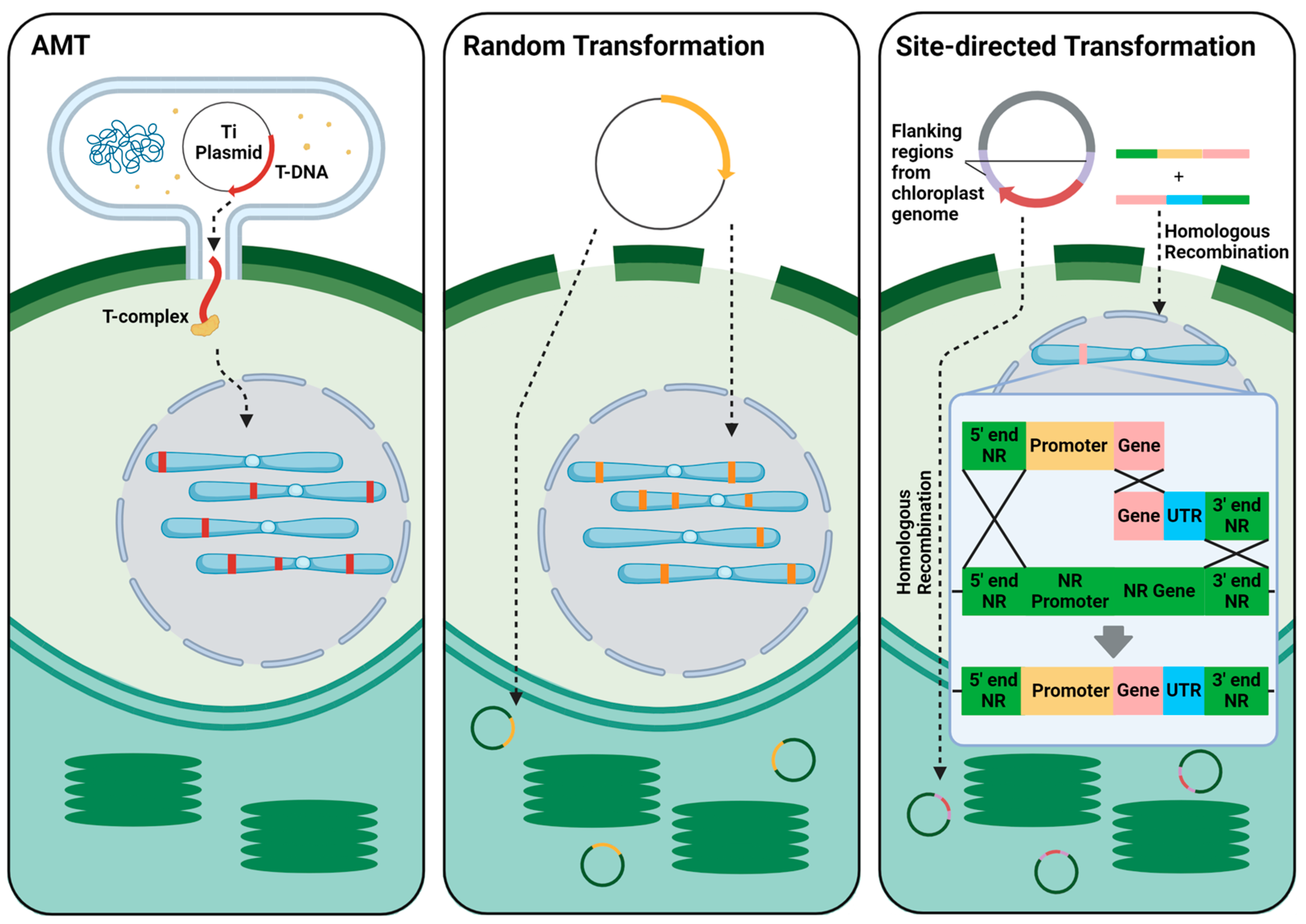 Synbio 02 00013 g002