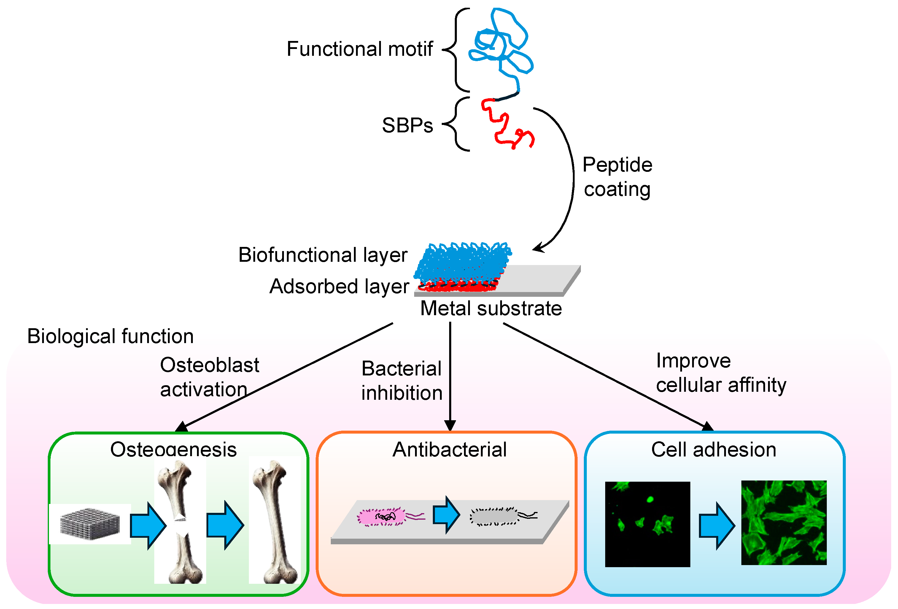 Synbio 02 00020 g001