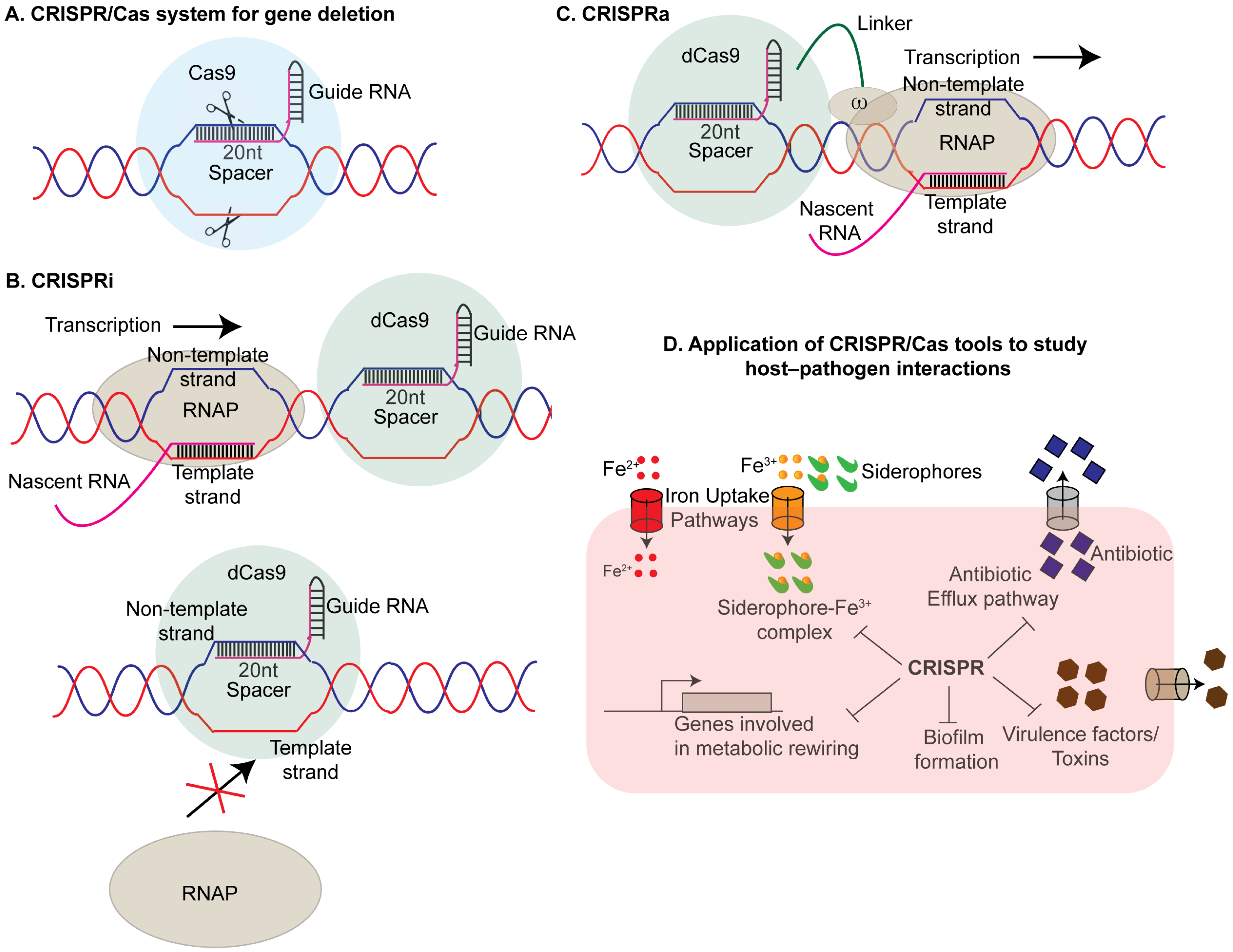 Synbio 03 00004 g001