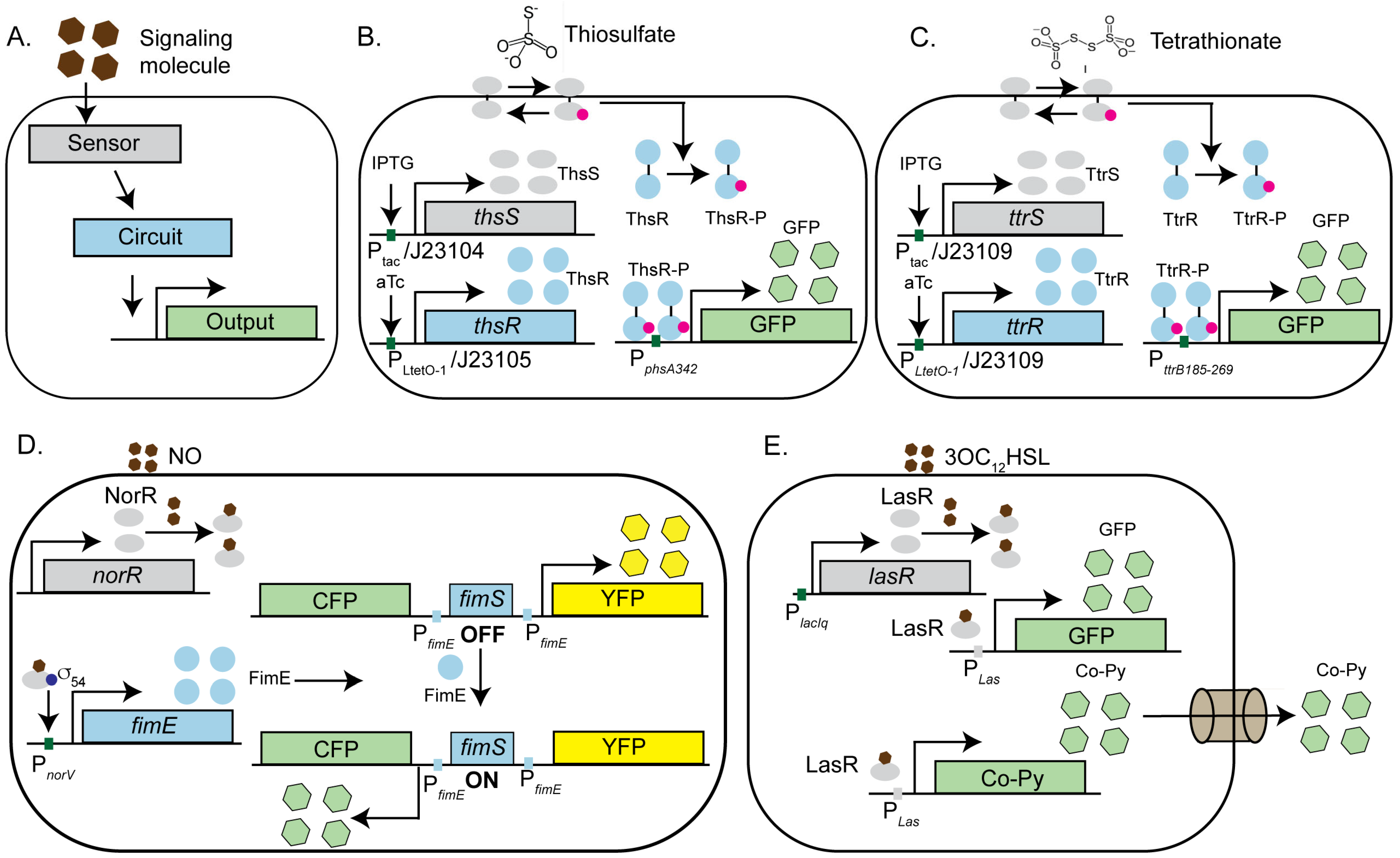 Synbio 03 00004 g002