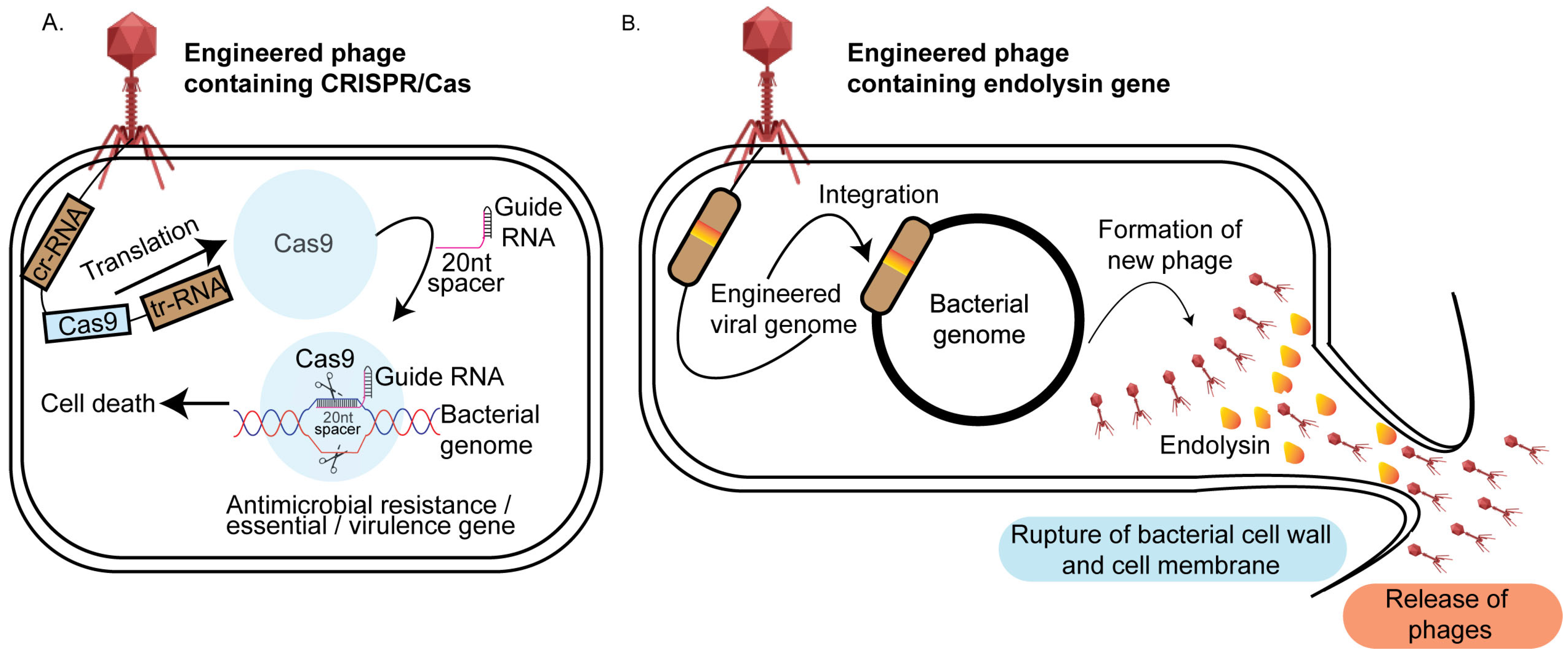 Synbio 03 00004 g003
