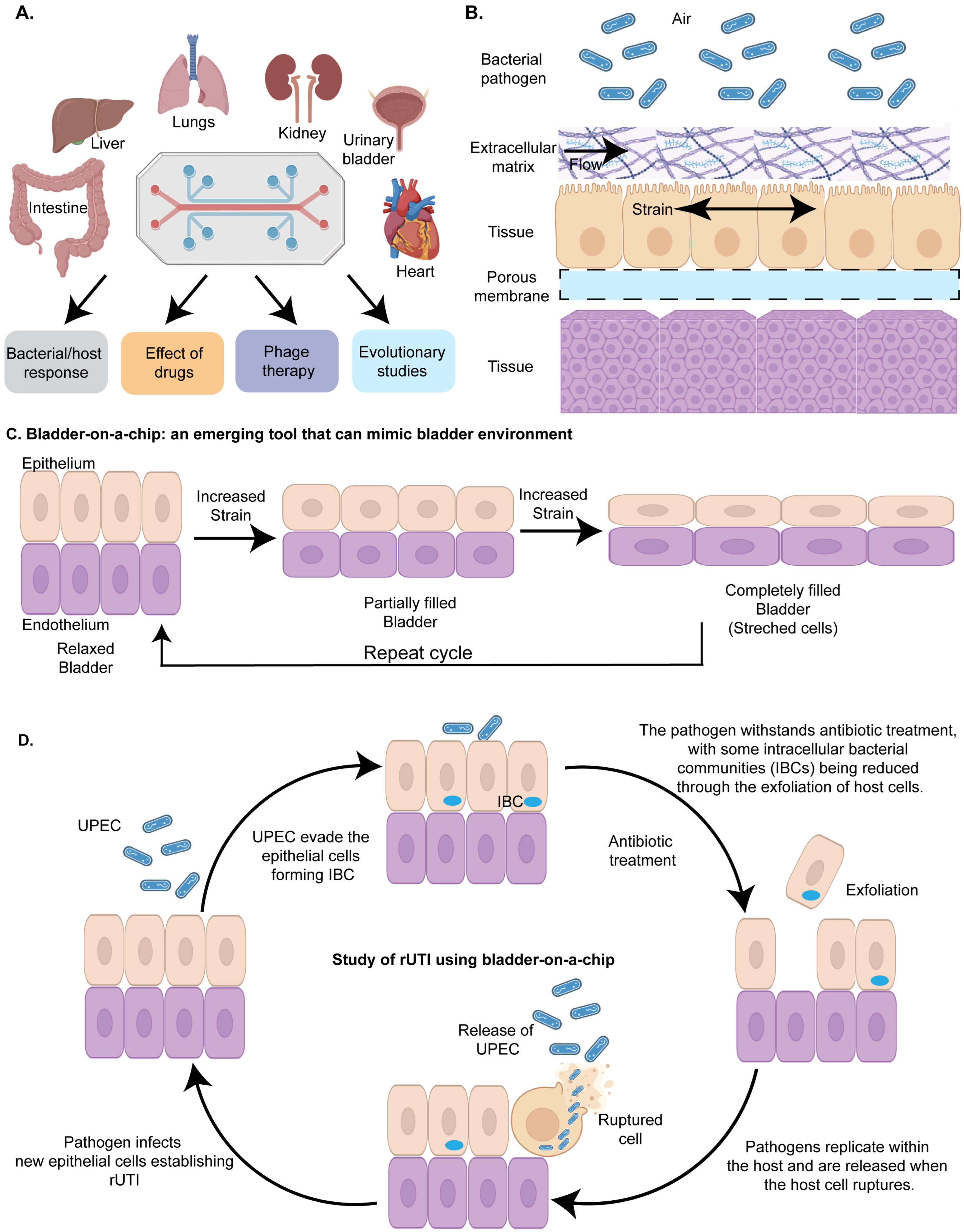 Synbio 03 00004 g004