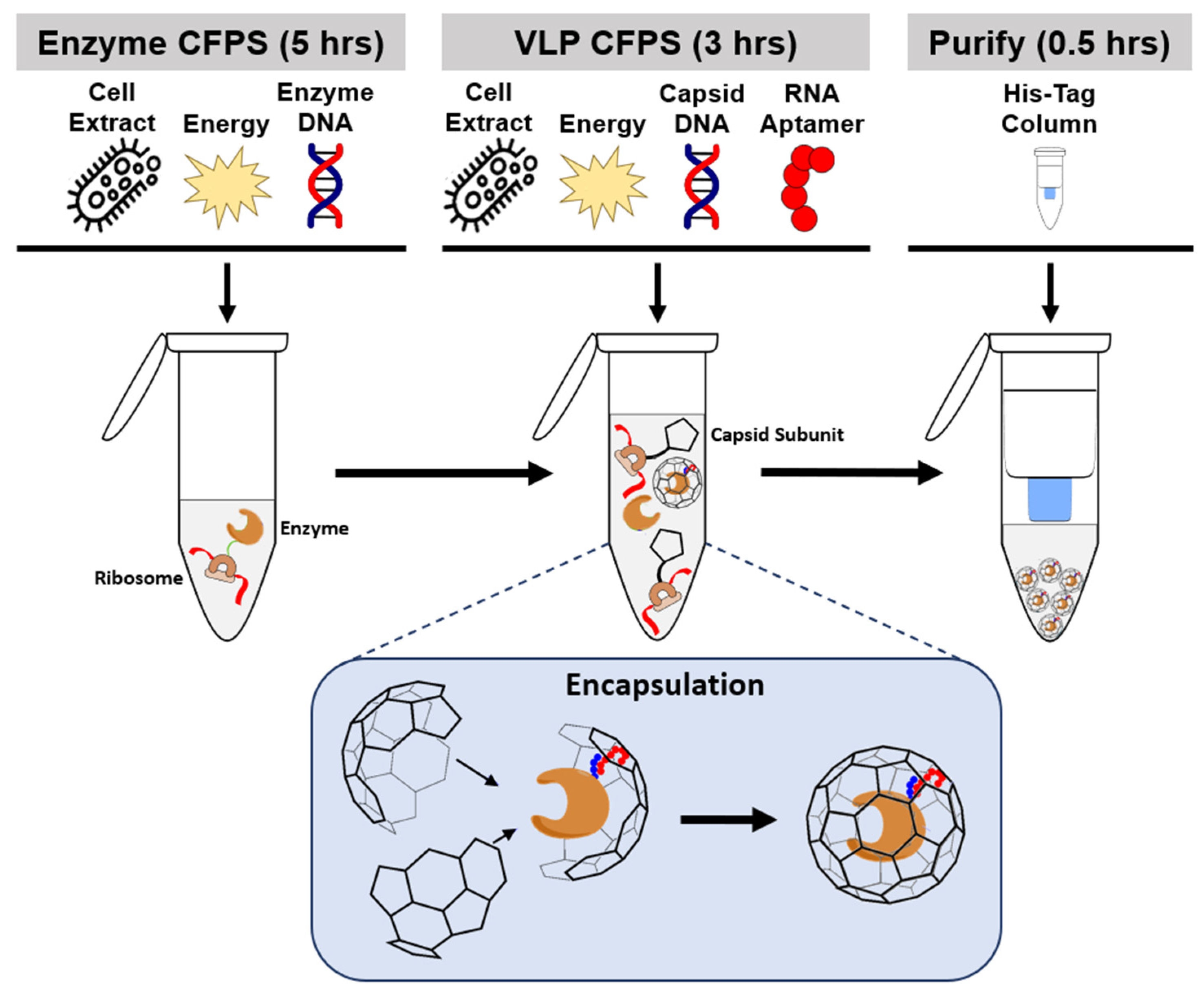 Synbio 03 00005 g001