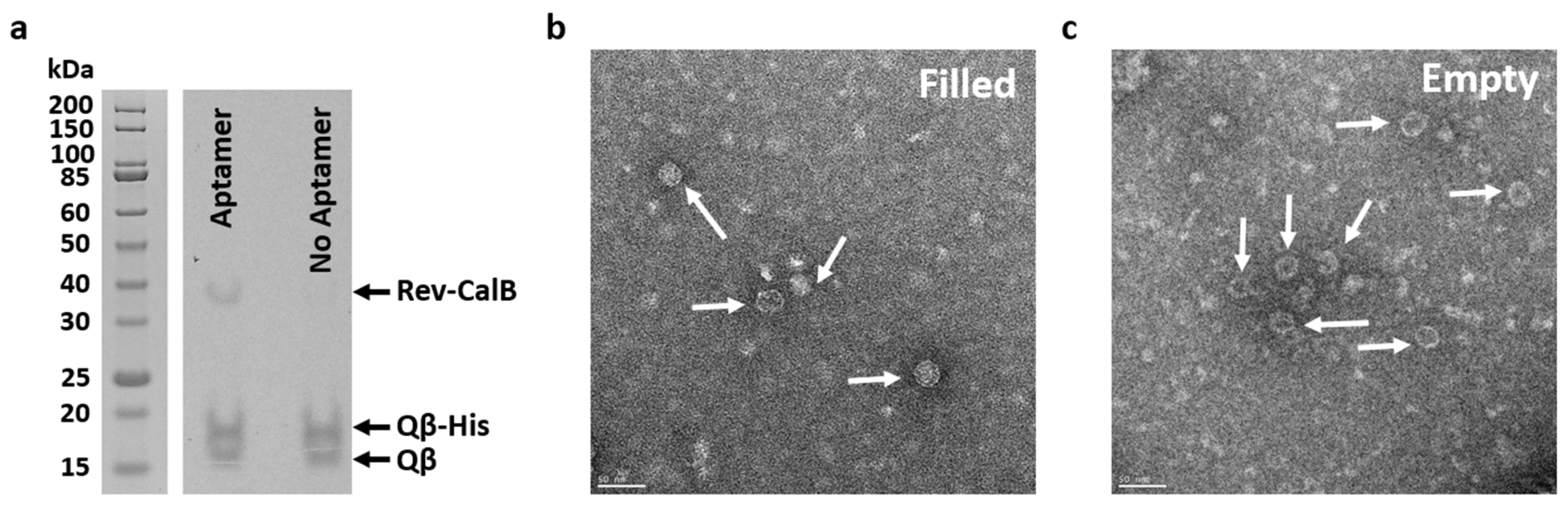 Synbio 03 00005 g002