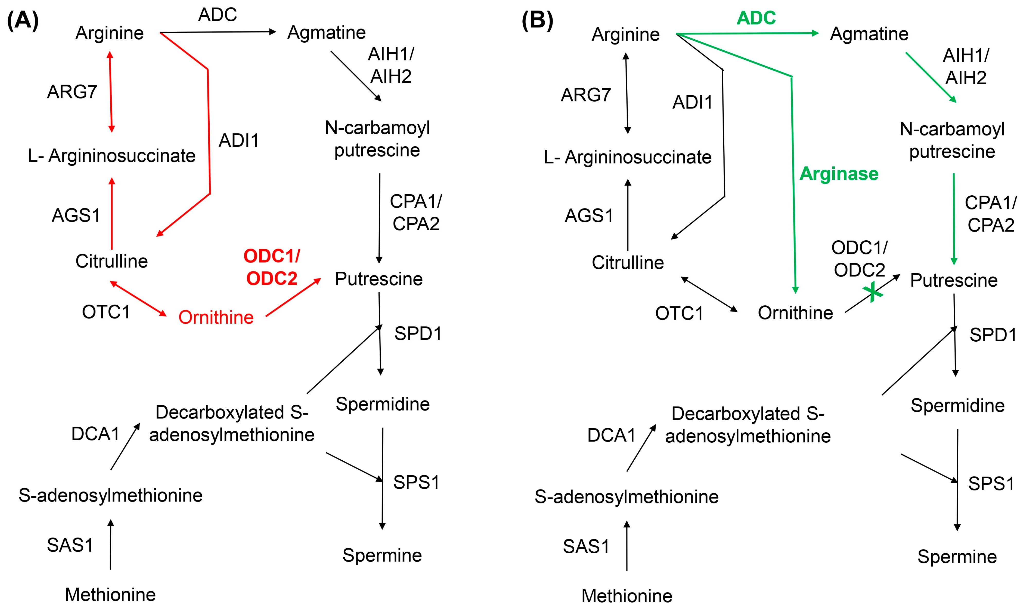 Synbio 03 00008 g005