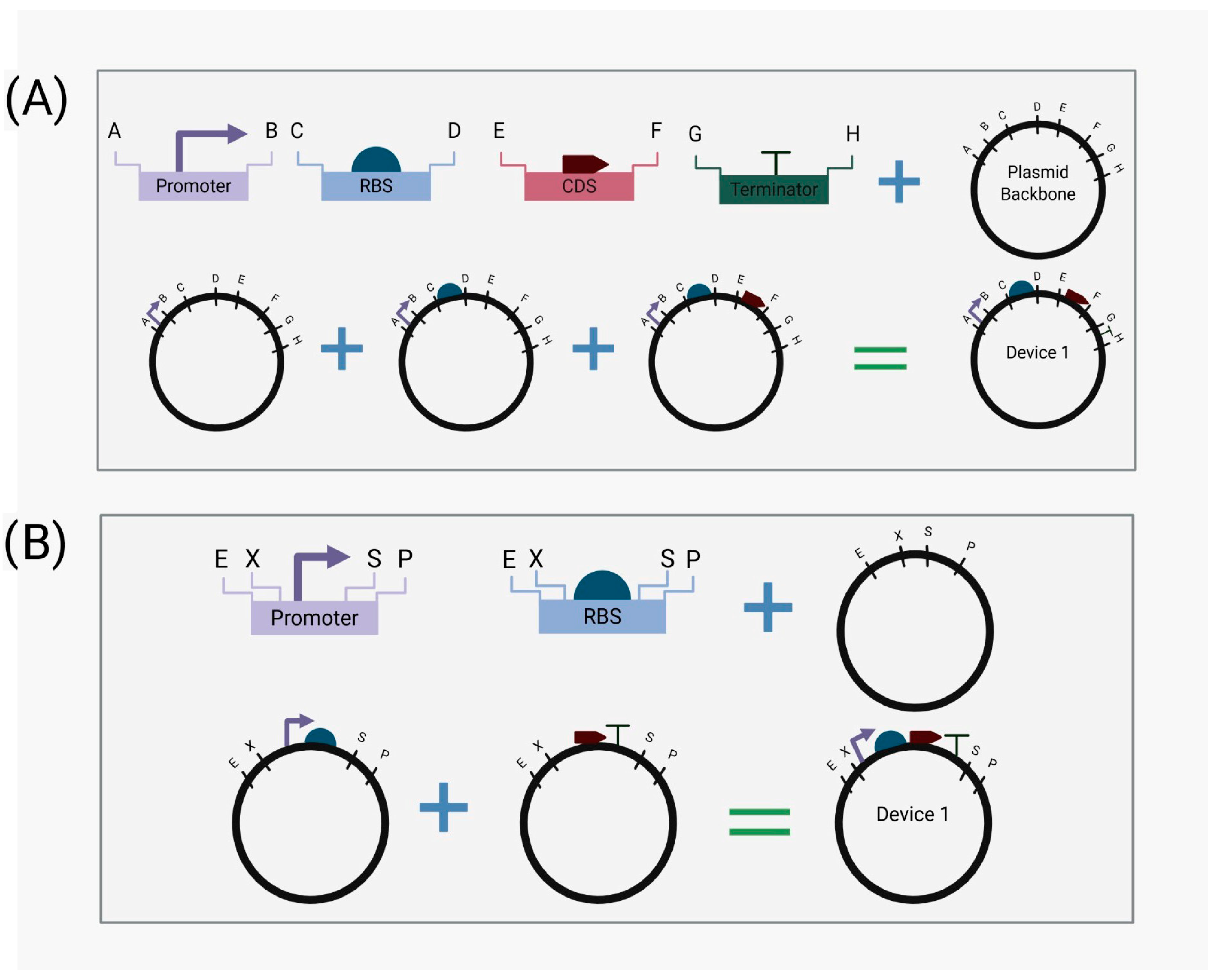 Synbio 03 00011 g001