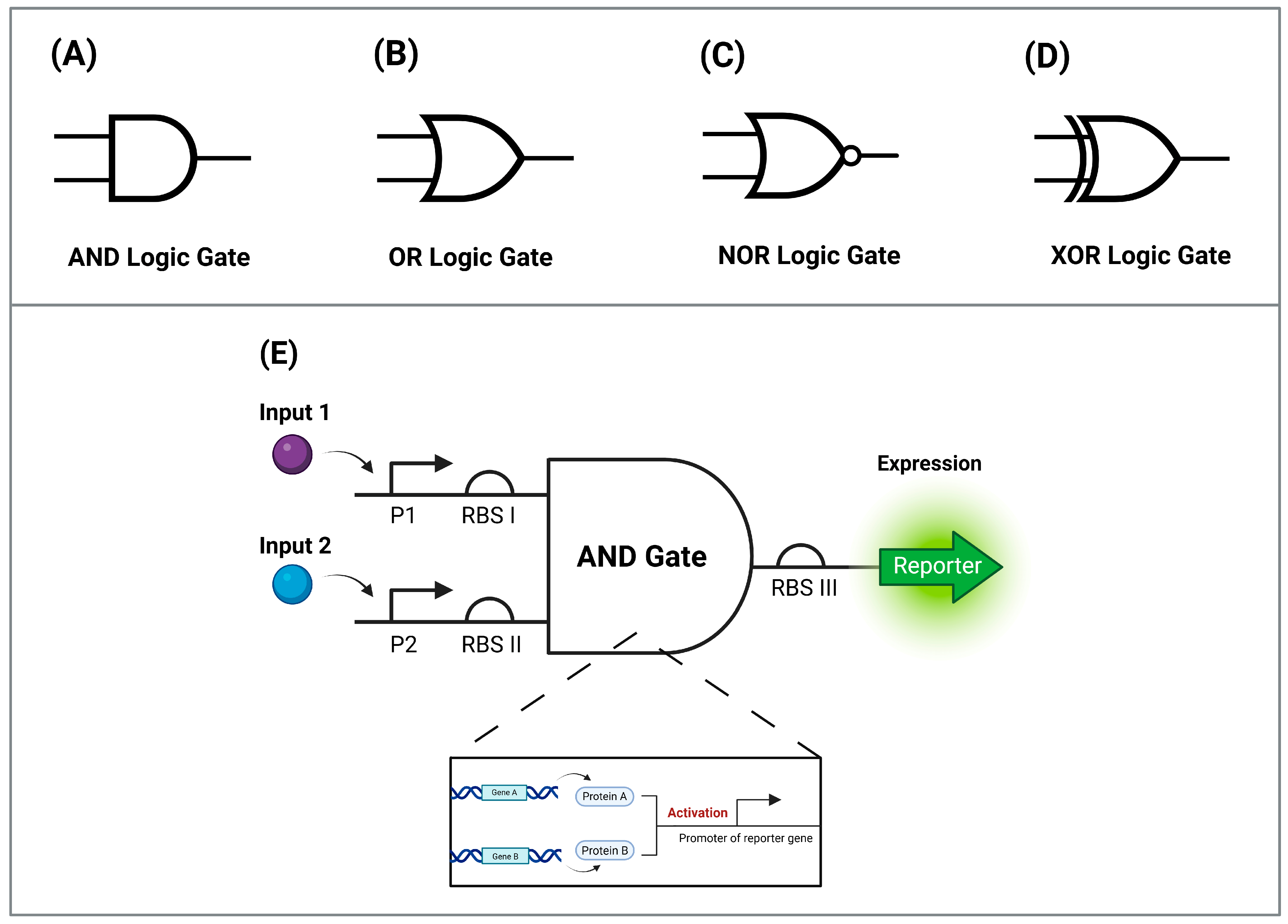 Synbio 03 00011 g002