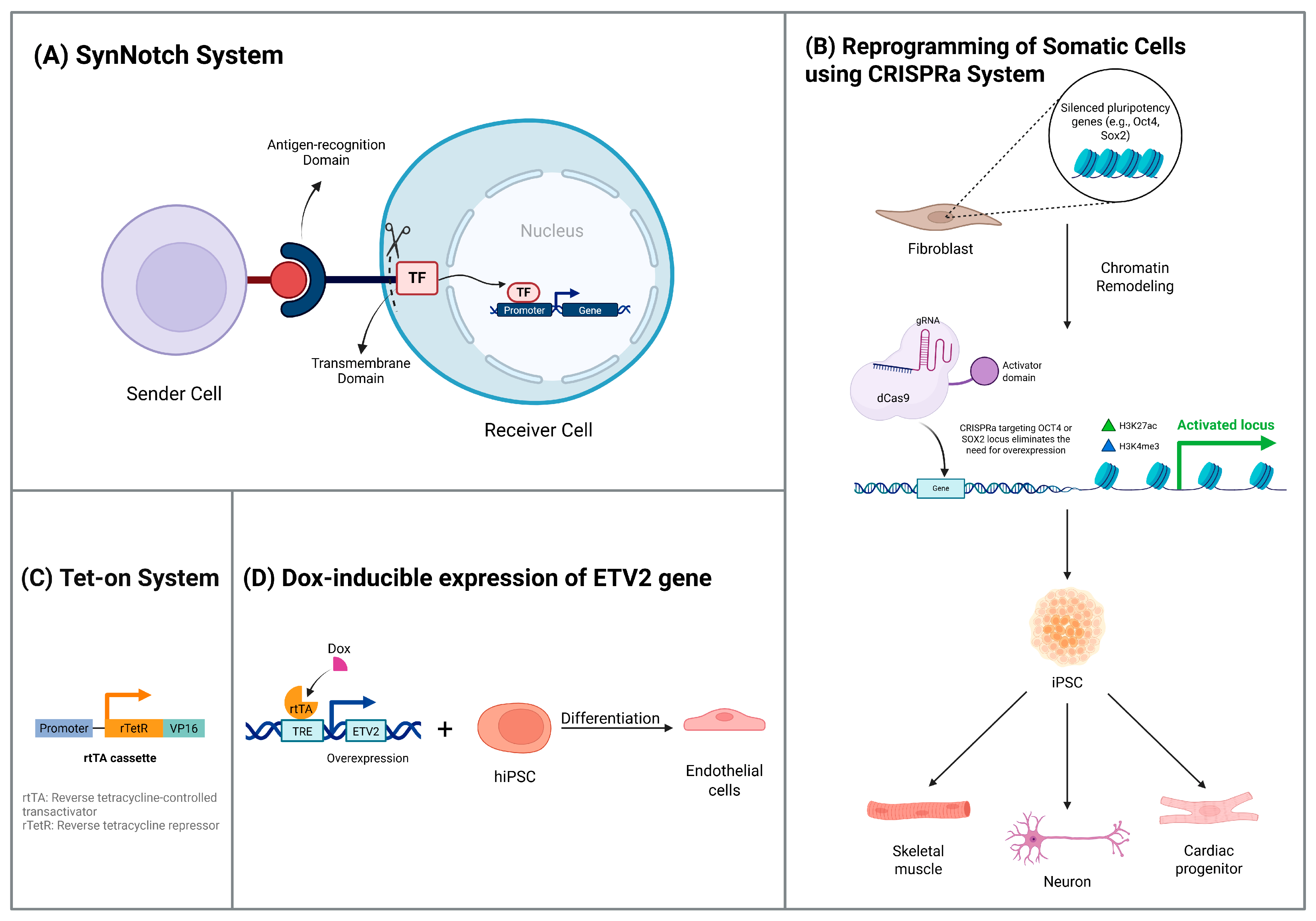 Synbio 03 00011 g004