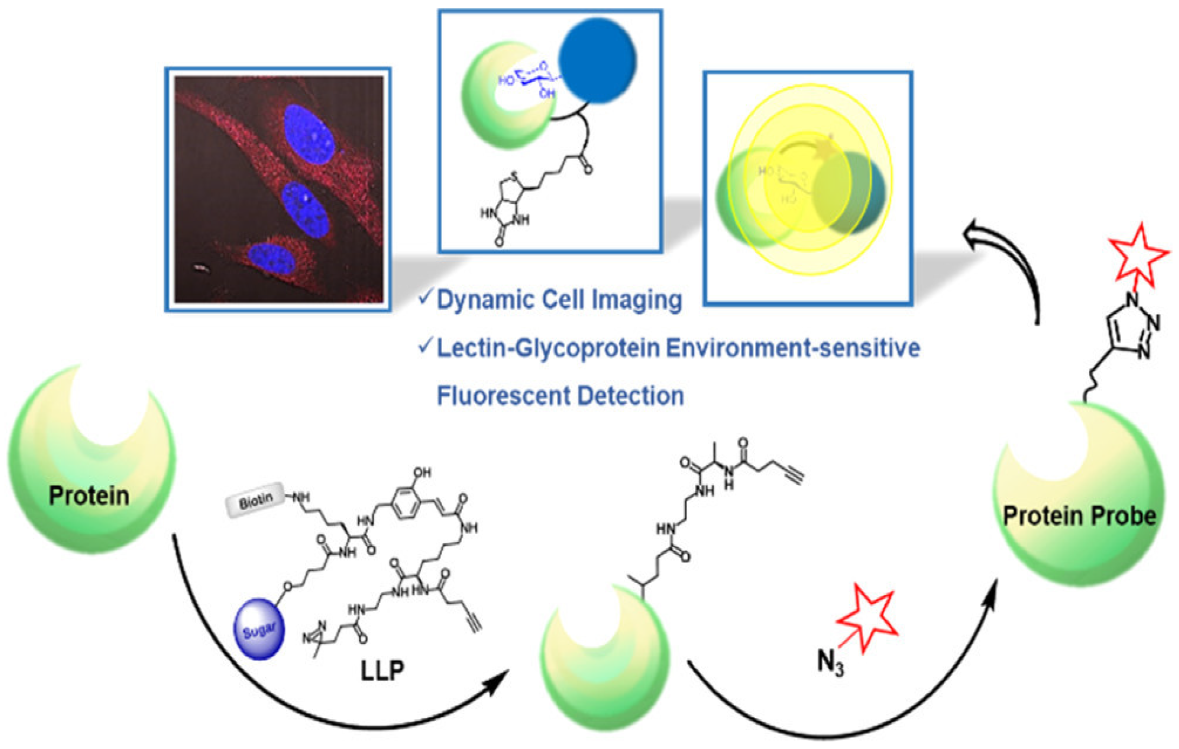 DIVERSE System: De Novo Creation of Peptide Tags for Non-enzymatic Covalent  Labeling by In Vitro Evolution for Protein Imaging Inside Living Cells -  ScienceDirect