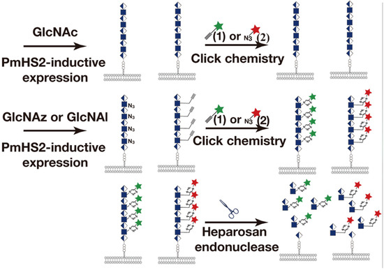 Cell-Surface Glycan Labeling and Sensing