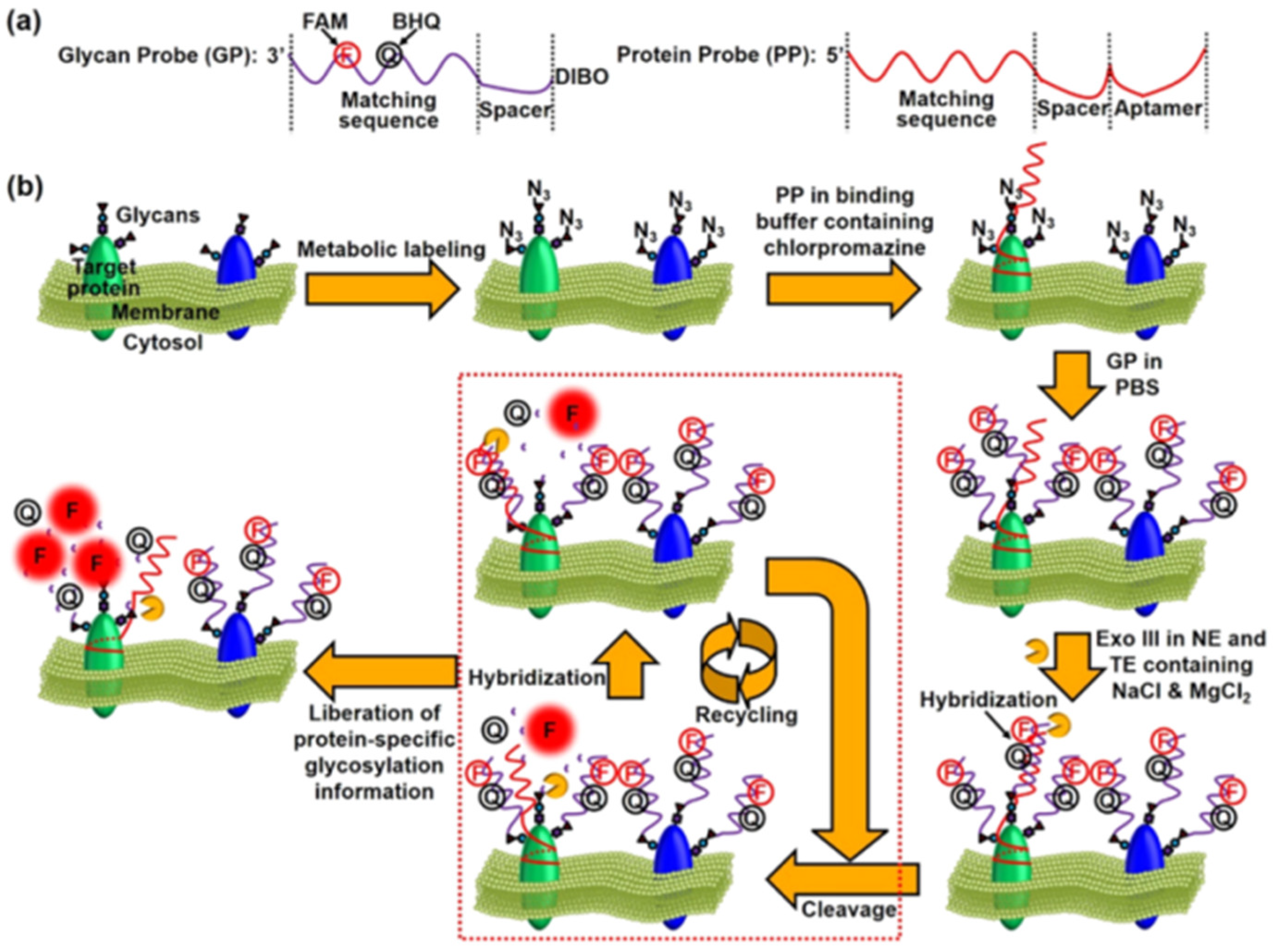 Targets 02 00001 g011