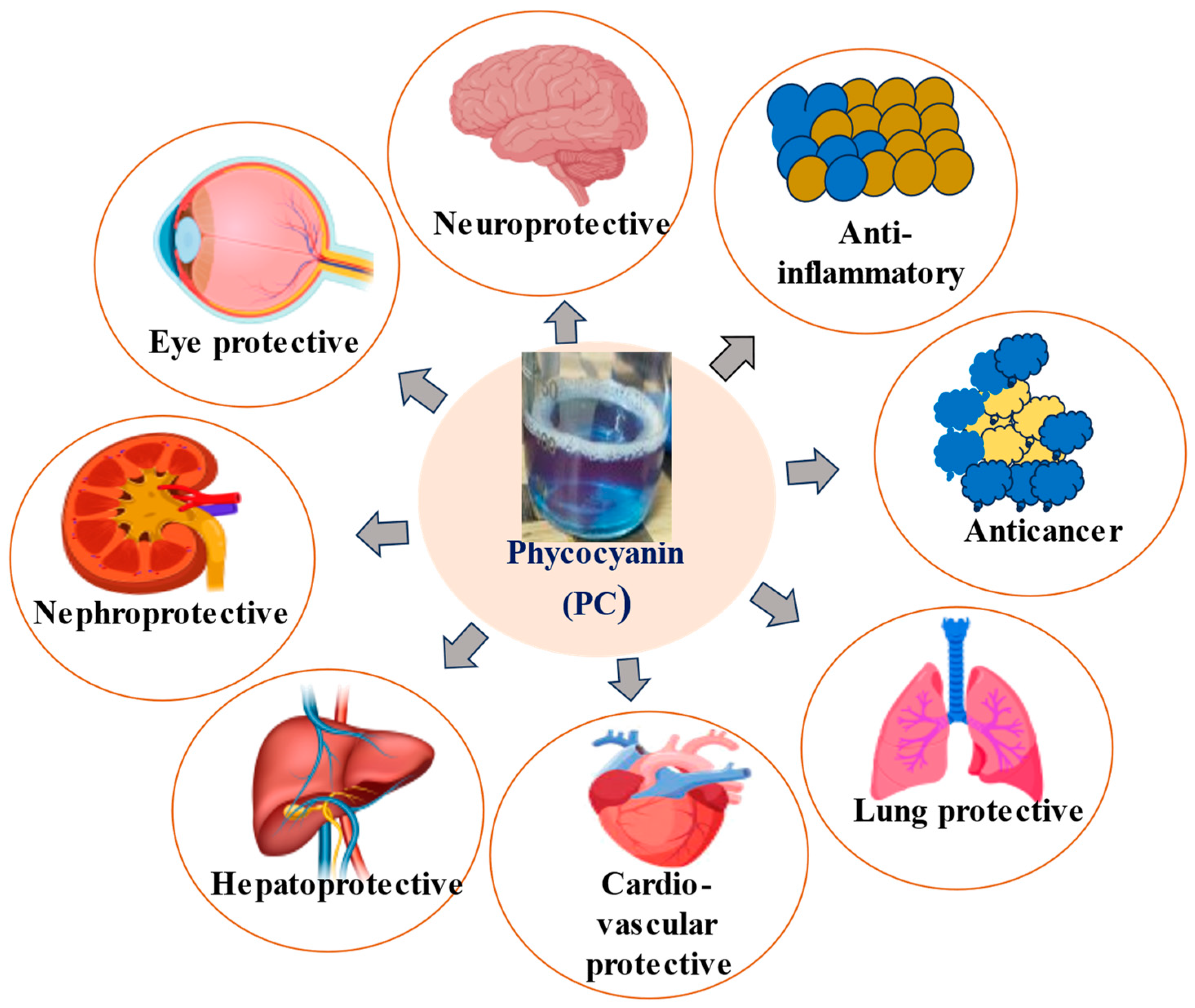 The Radiant World of Cyanobacterial Phycobiliproteins: Examining Their Structure, Functions, and Biomedical Potentials