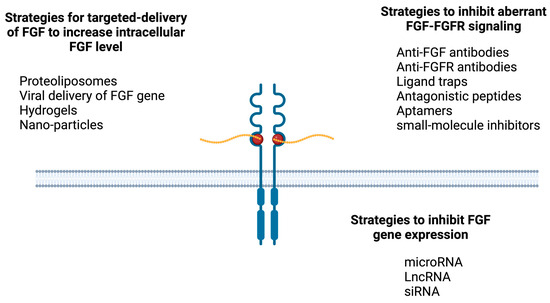Pathology and Therapeutic Significance of Fibroblast Growth