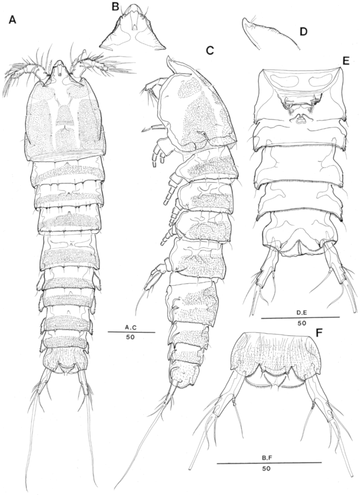 Pelagic copepod diversity (Crustacea: Copepoda) in the Southern Caribbean:  evidence of a pending assignment - Revista Mexicana de Biodiversidad