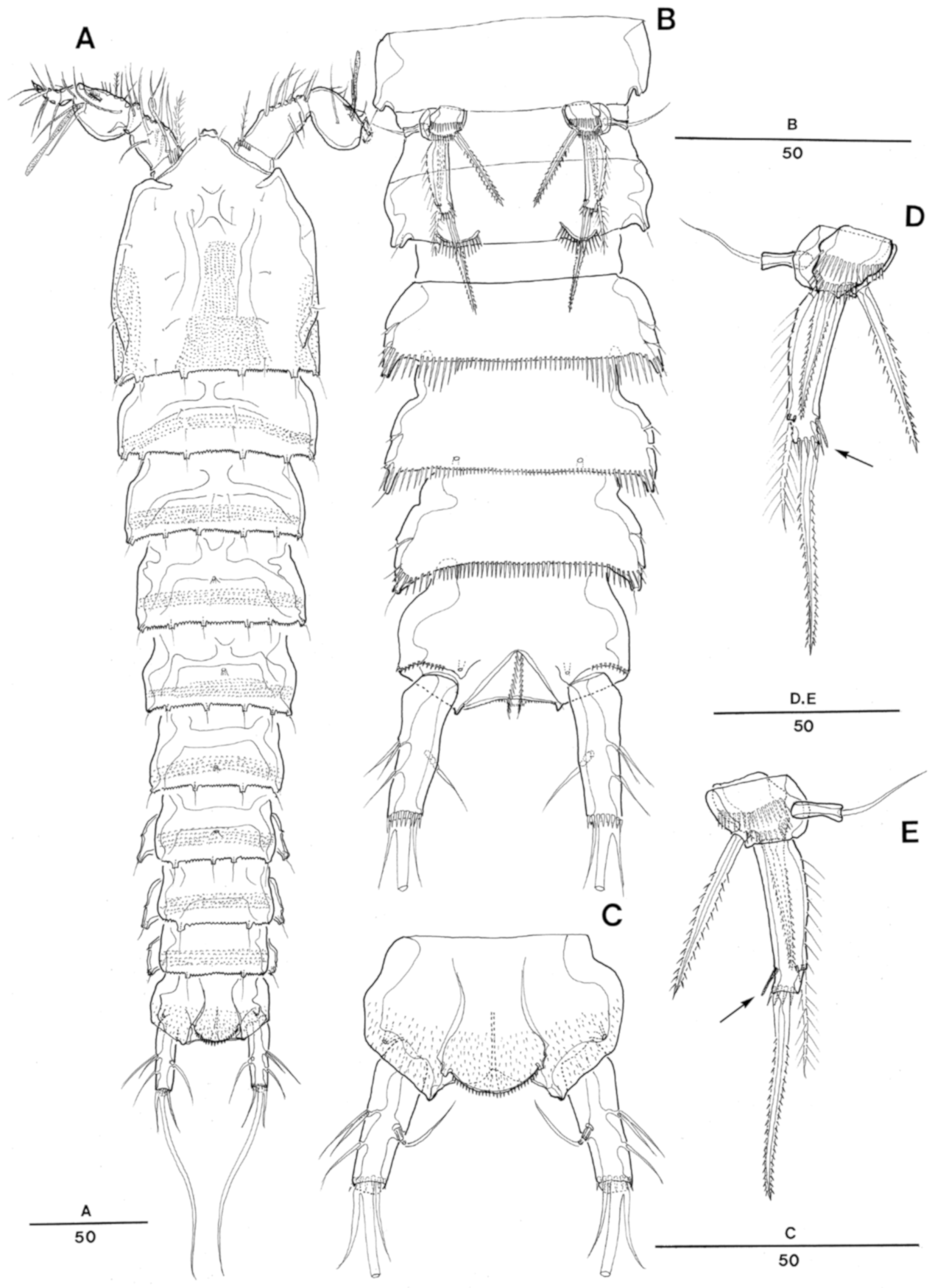 Taxonomy 01 00004 g005