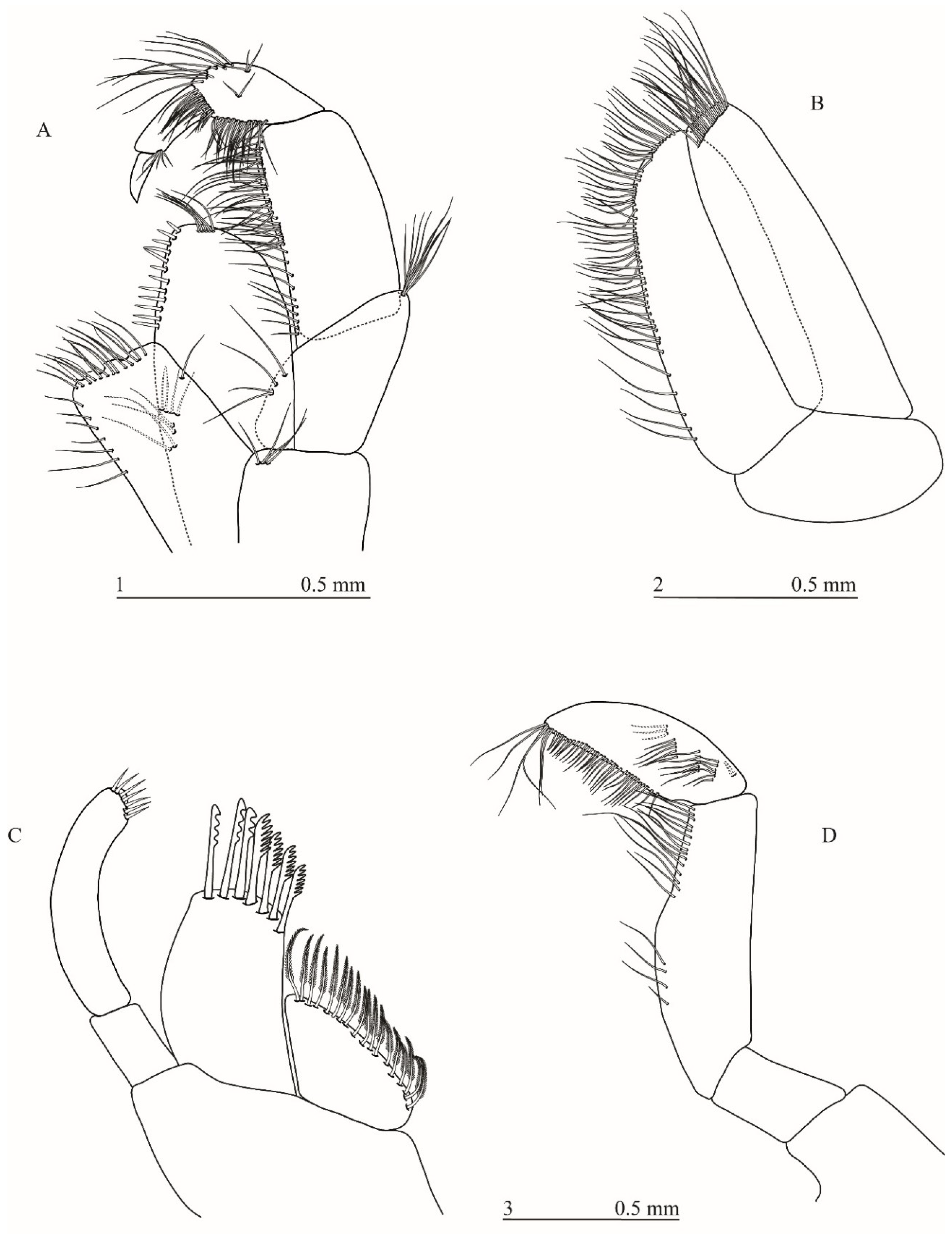 Taxonomy 01 00005 g004 Taxonomy 01 00005 g004