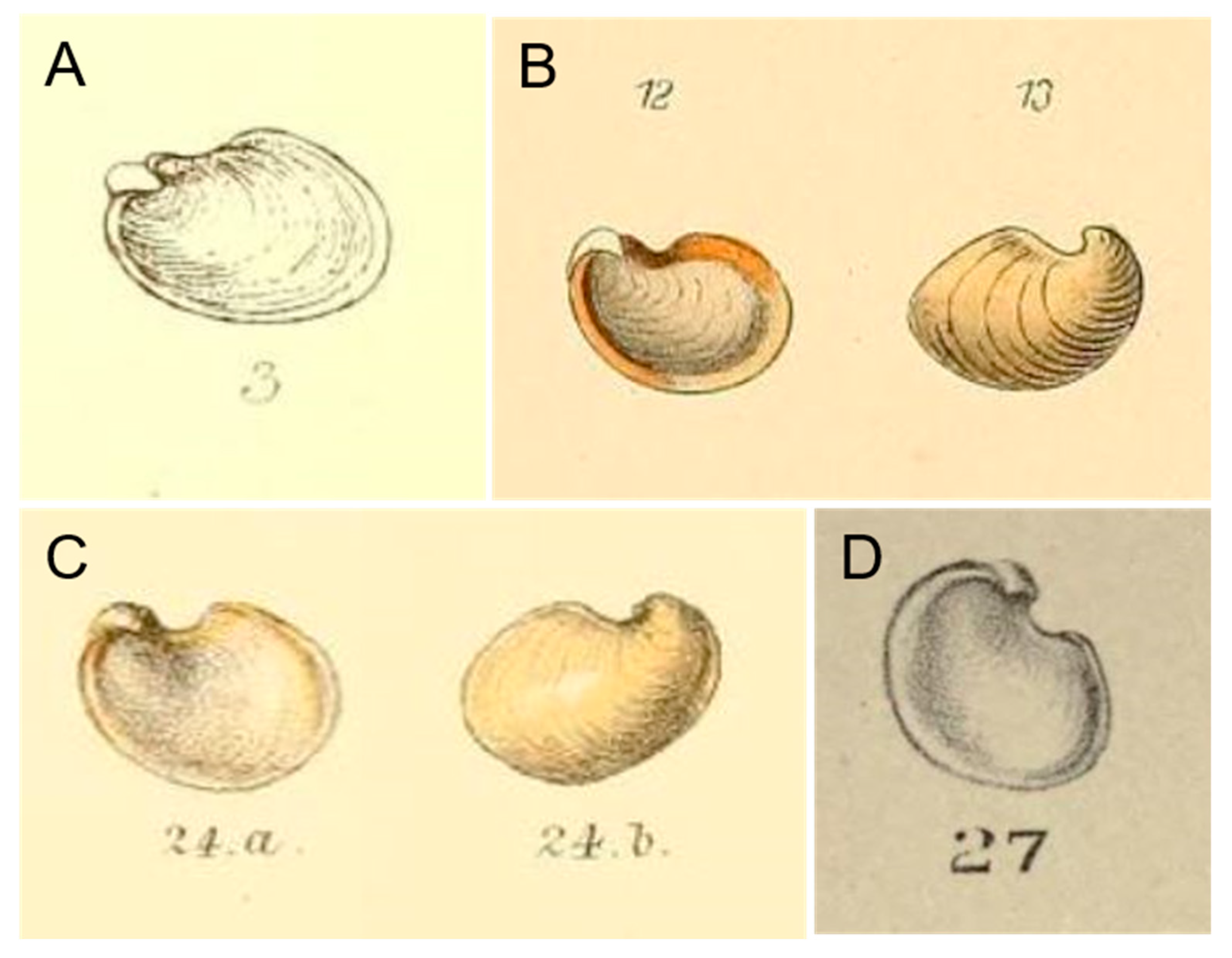 Taxonomy 01 00006 g001