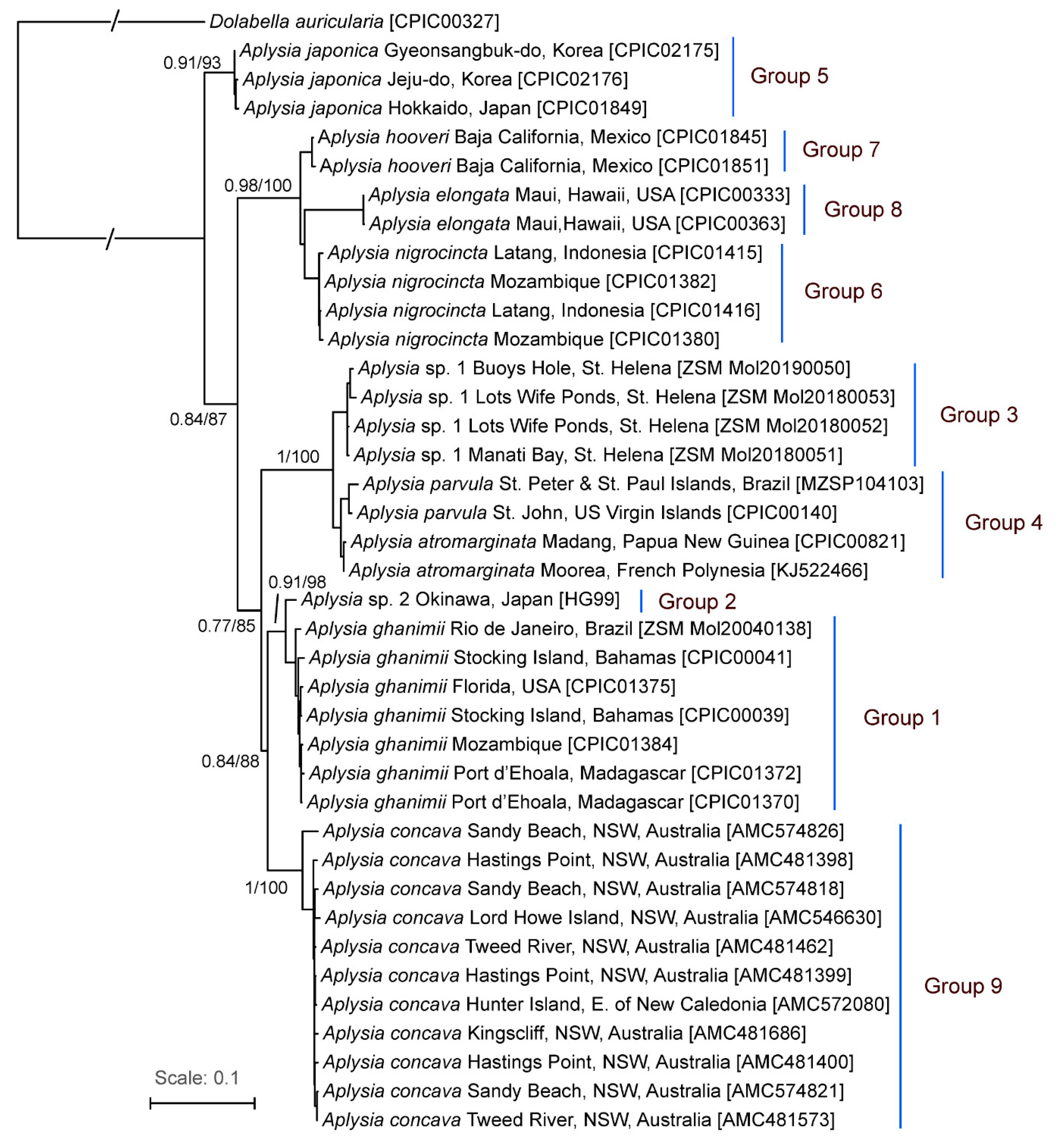 Taxonomy 01 00006 g002