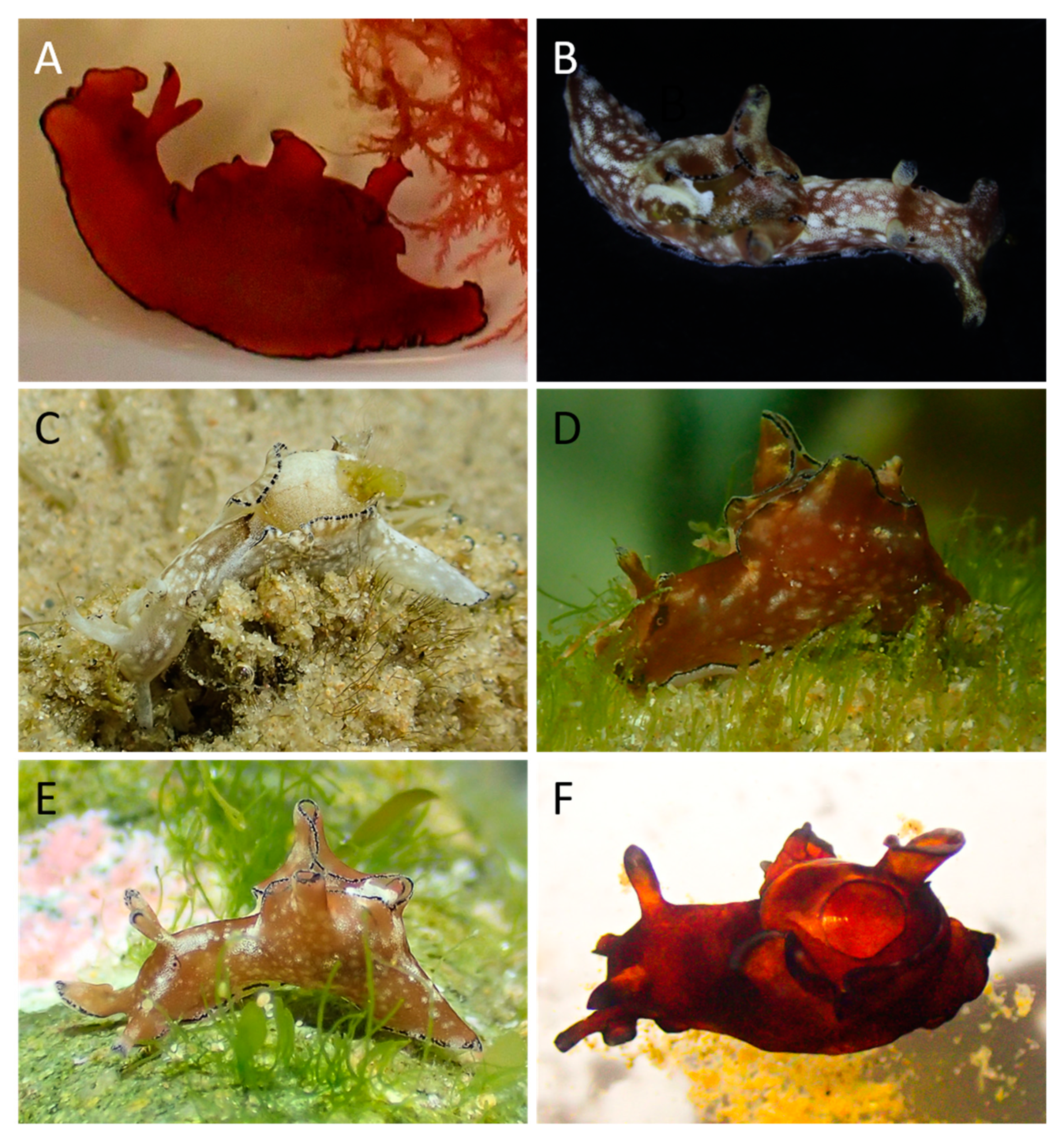 Taxonomy 01 00006 g004