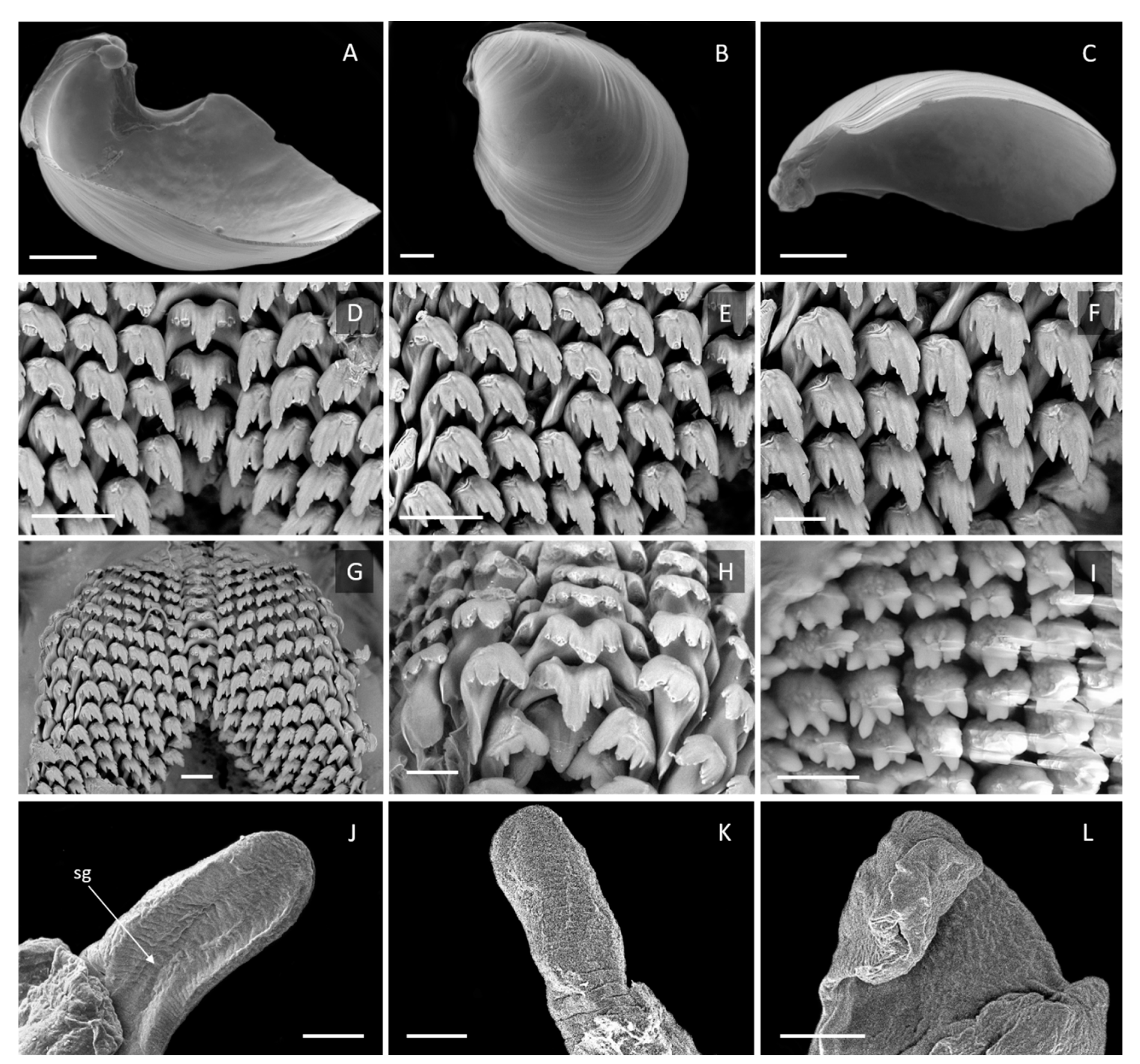 Taxonomy 01 00006 g005
