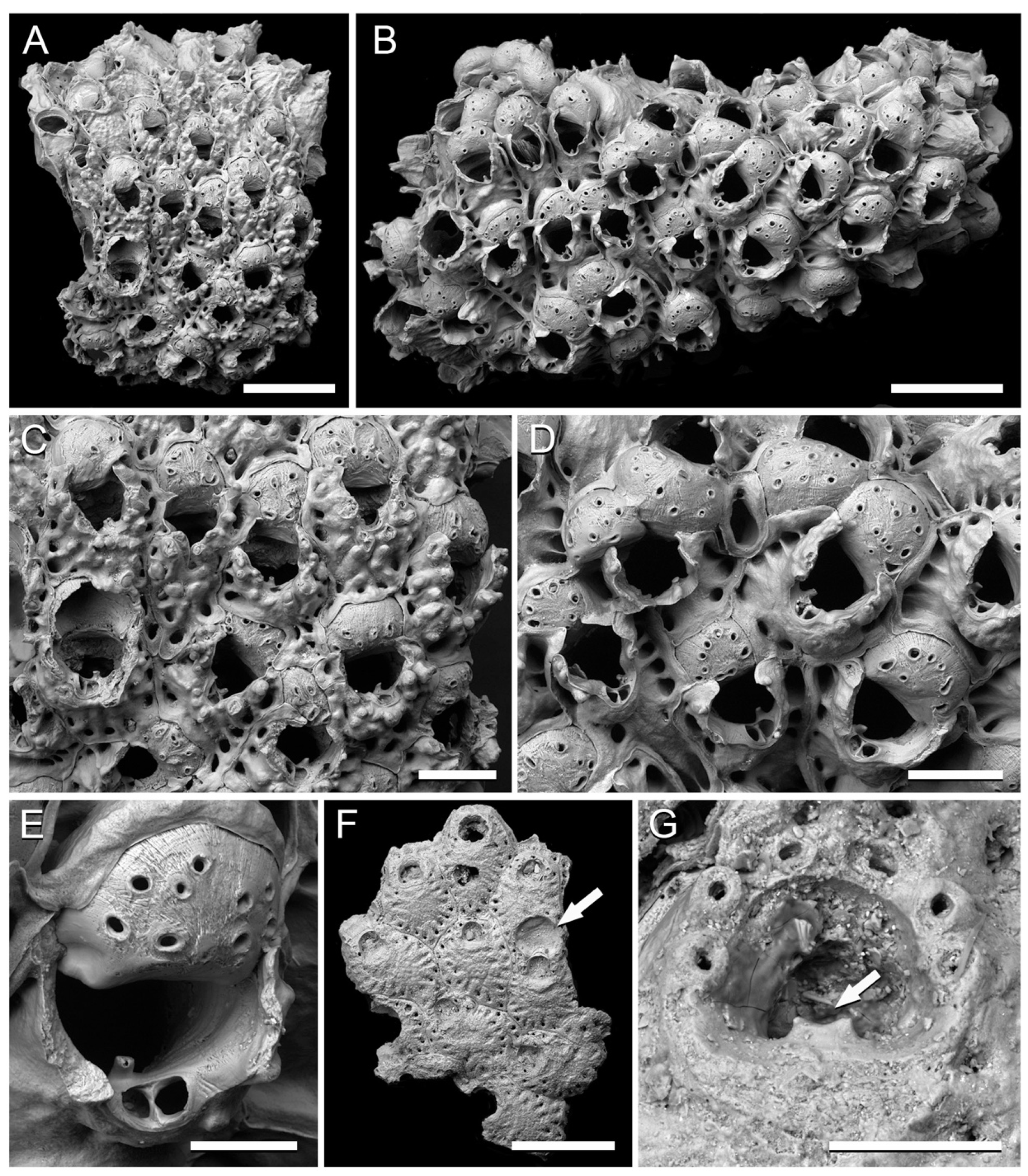Taxonomy 01 00008 g005