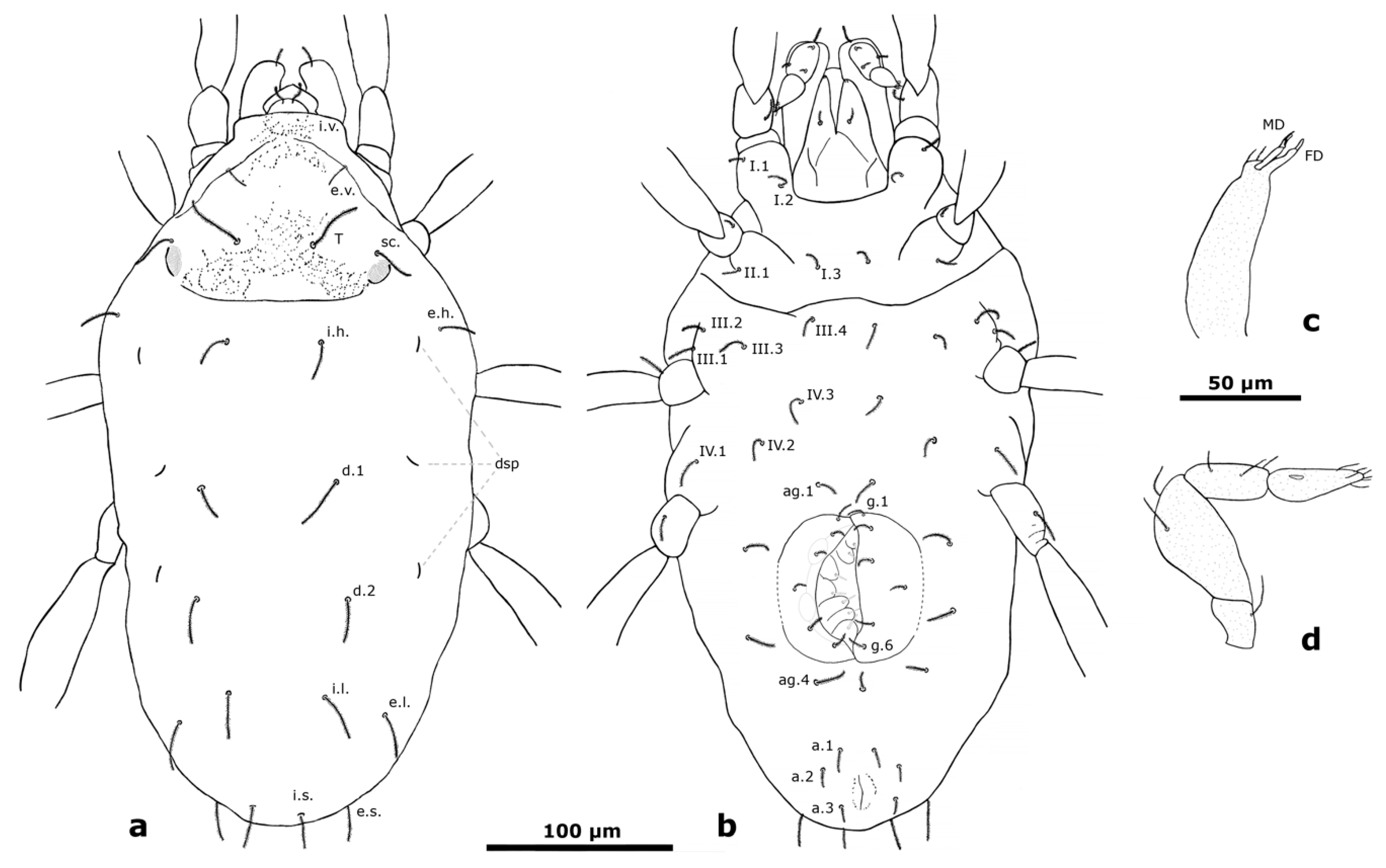 Taxonomy 01 00010 g001 Taxonomy 01 00010 g001