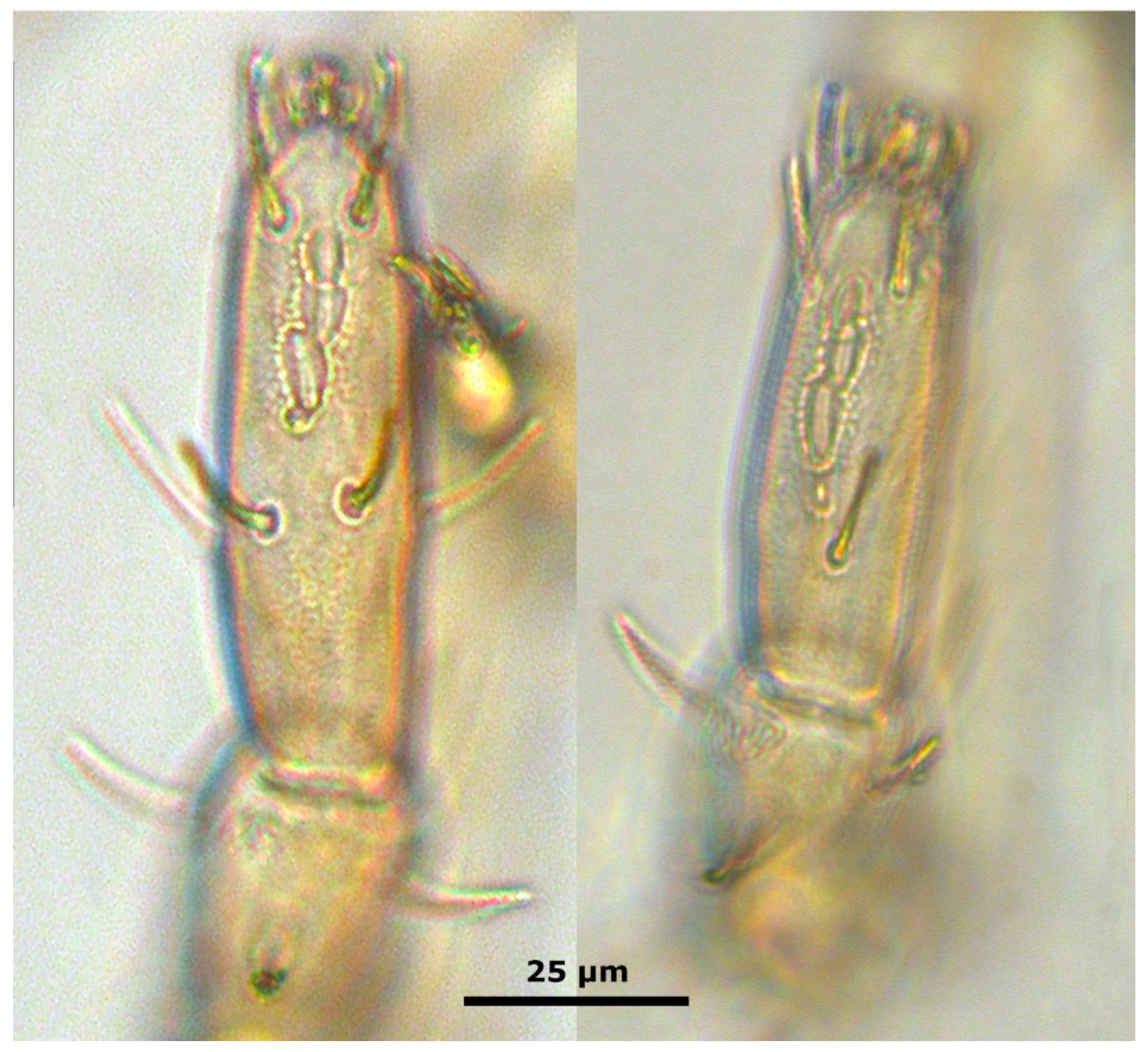 Taxonomy 01 00010 g002 Taxonomy 01 00010 g002