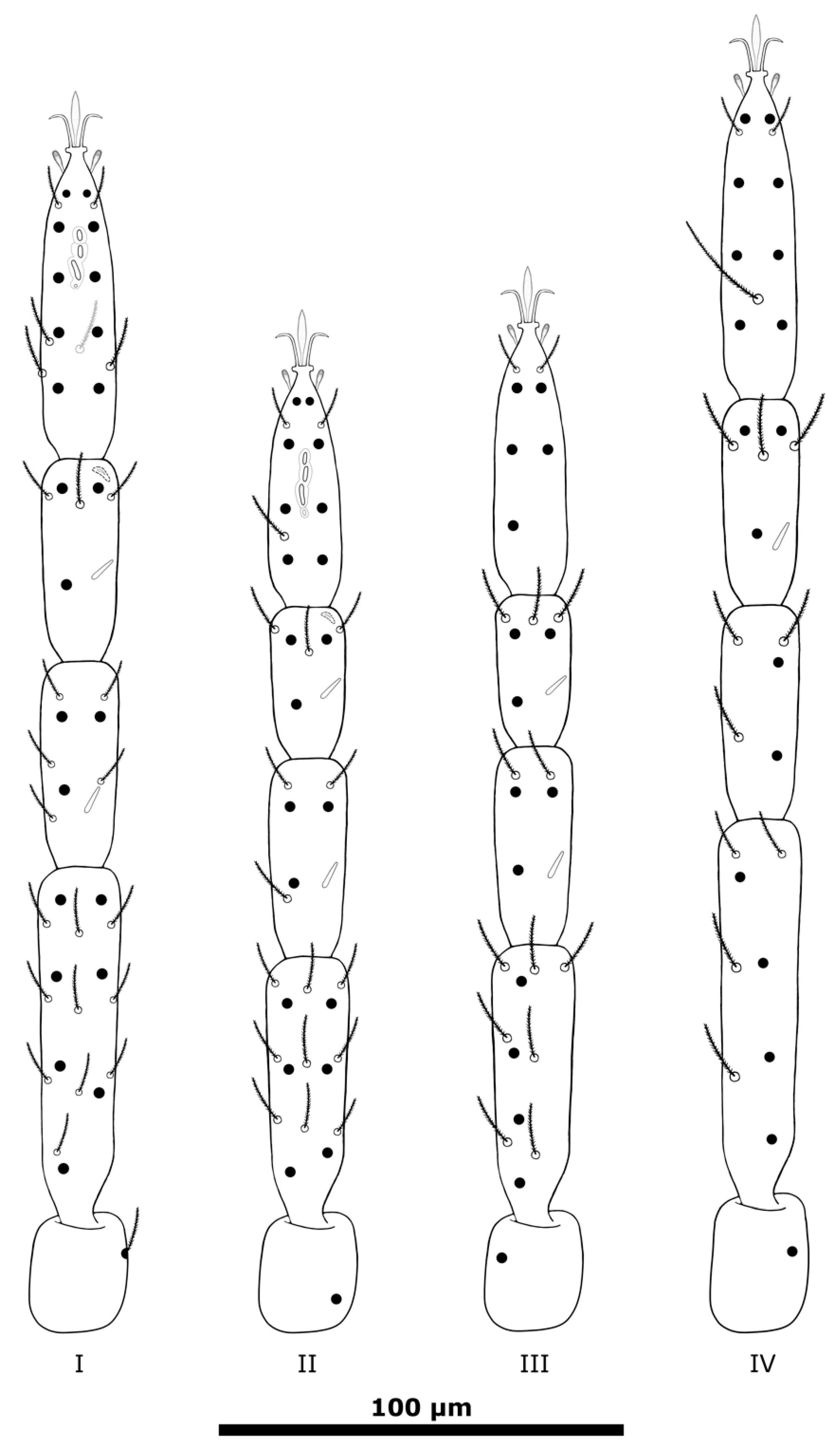 Taxonomy 01 00010 g003 Taxonomy 01 00010 g003