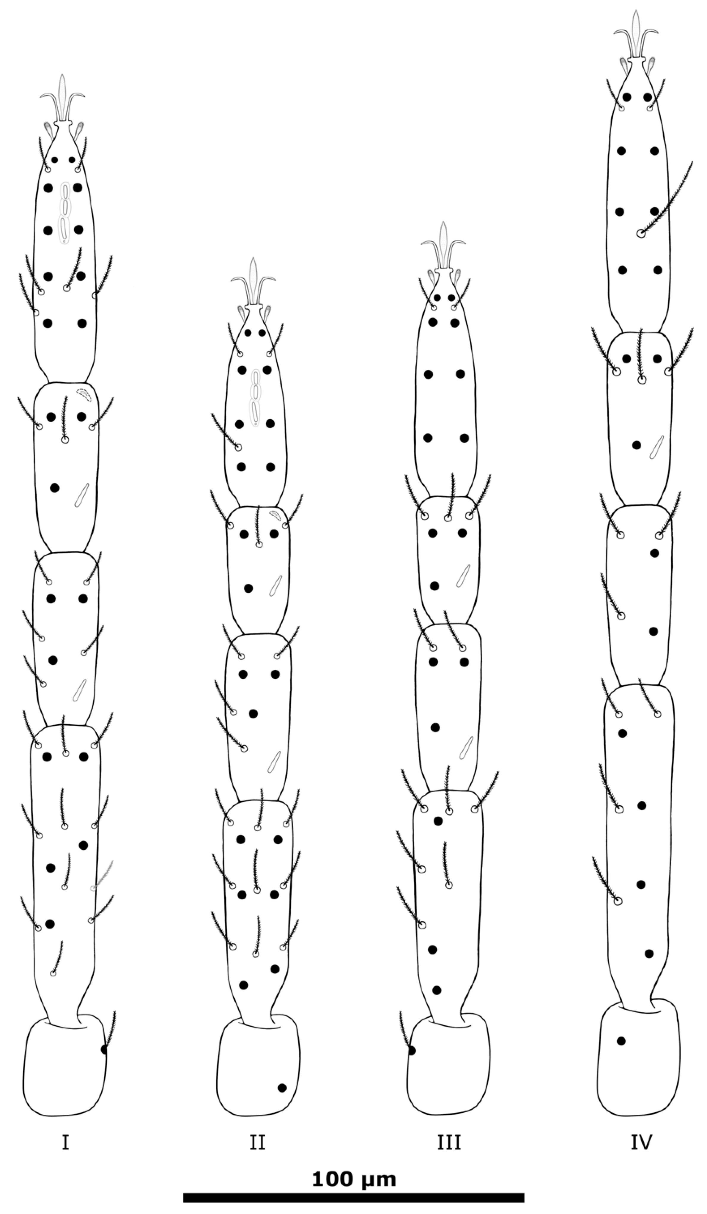 Taxonomy 01 00010 g004 Taxonomy 01 00010 g004