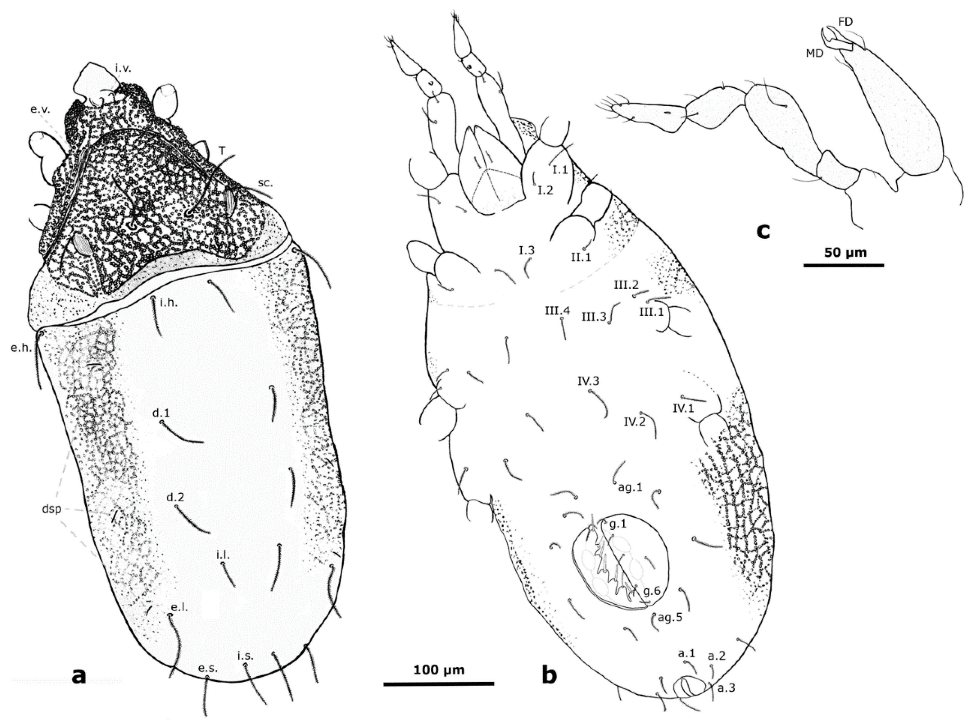 Taxonomy 01 00010 g006 Taxonomy 01 00010 g006