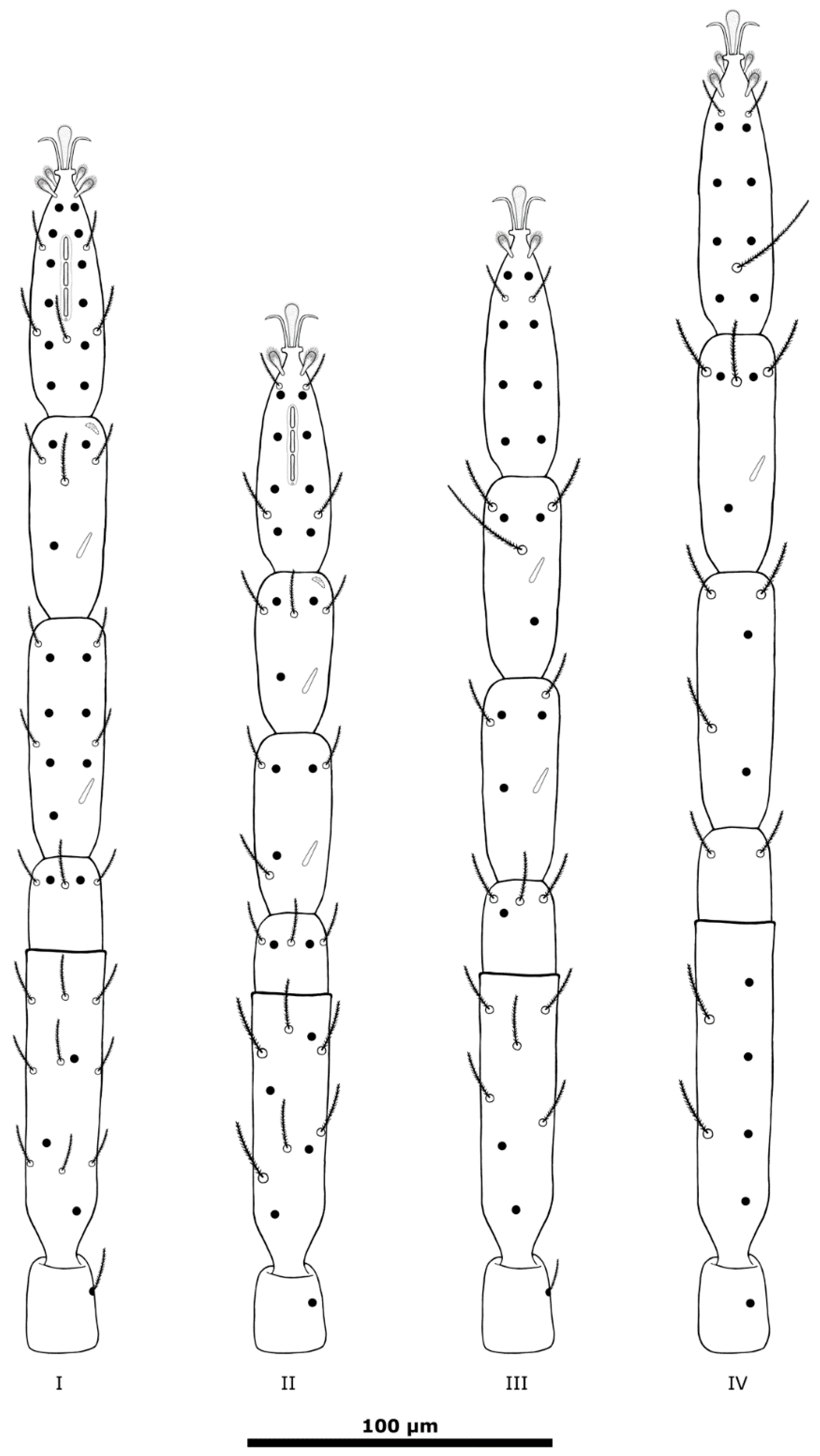Taxonomy 01 00010 g007 Taxonomy 01 00010 g007
