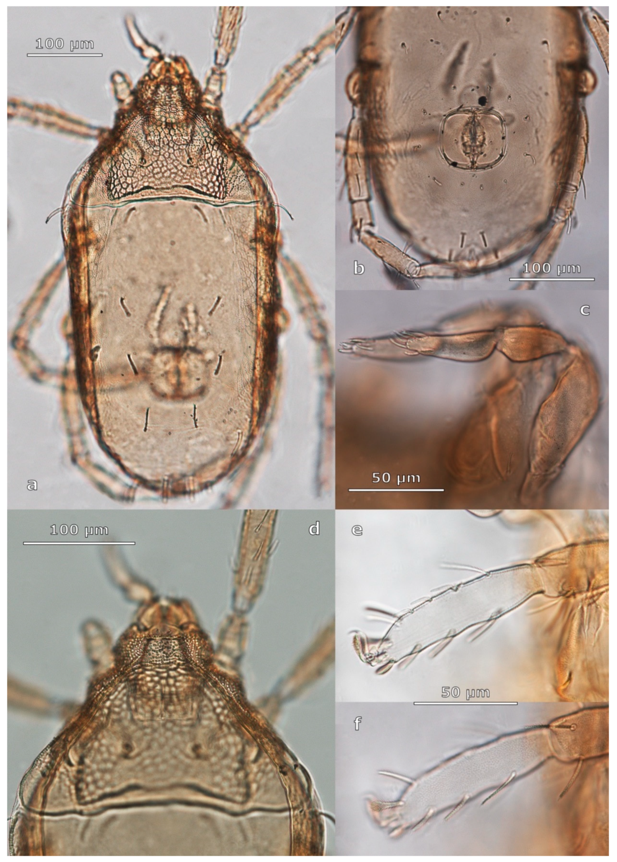 Taxonomy 01 00010 g008 Taxonomy 01 00010 g008