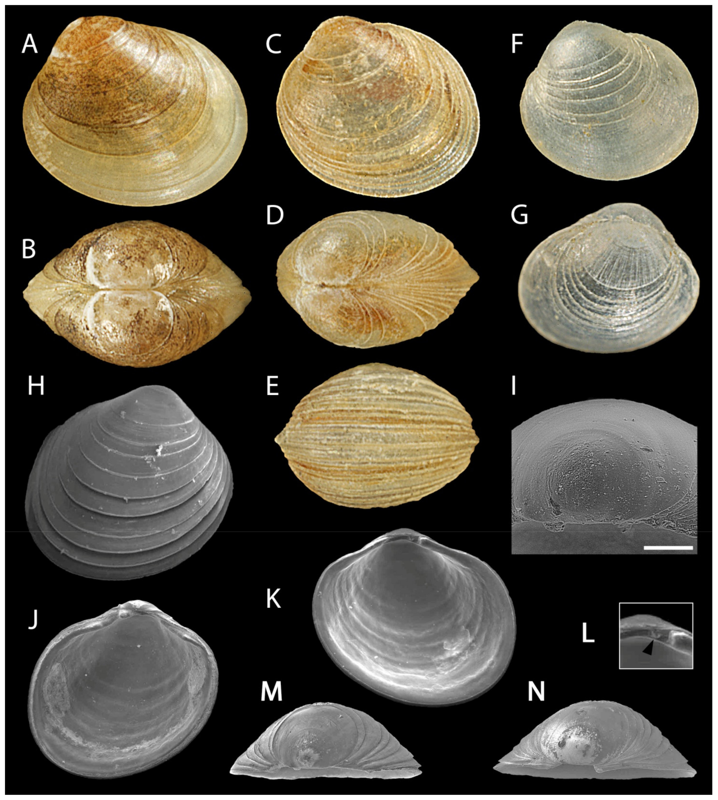 Clam taxonomy discount