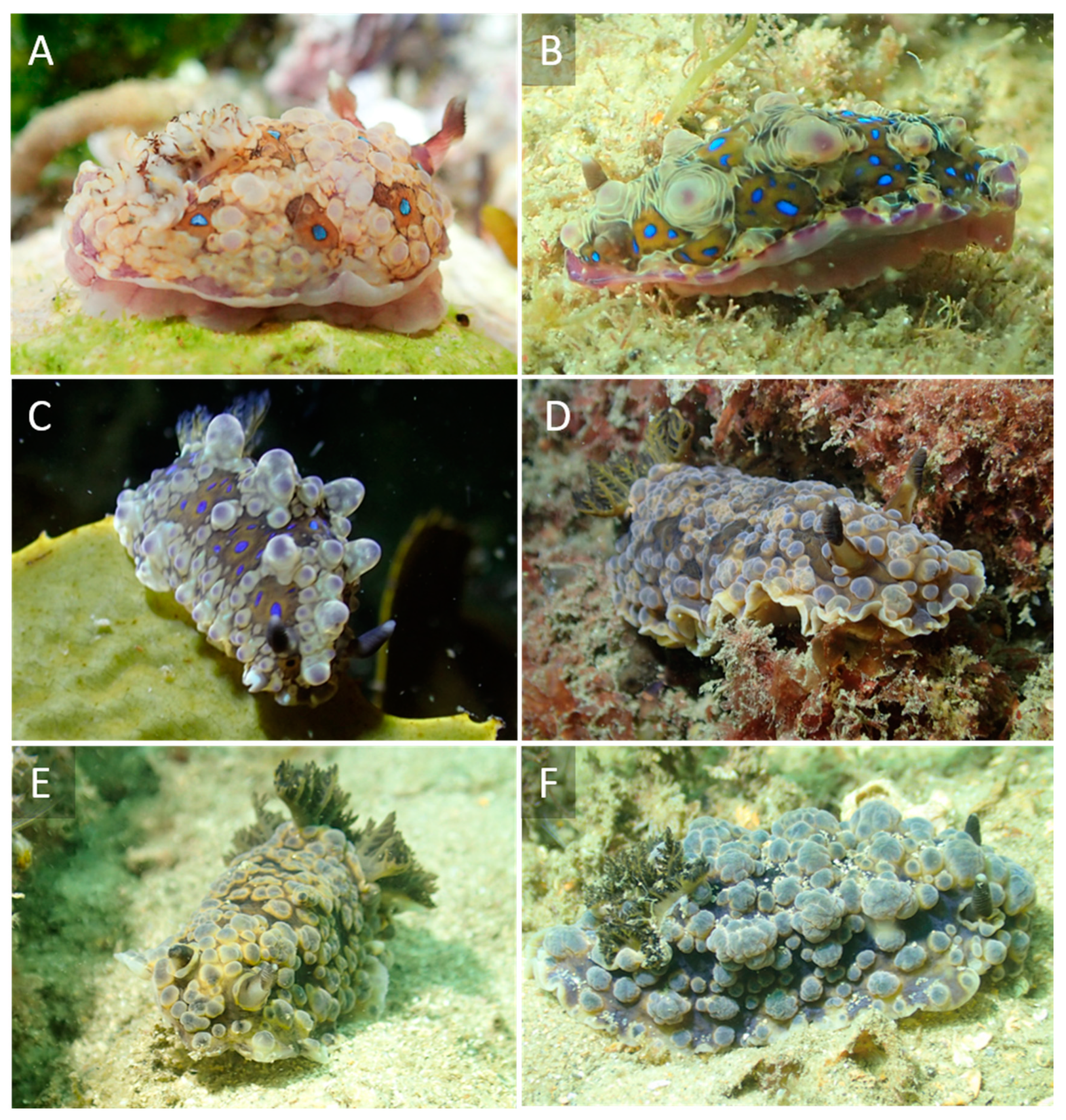 Taxonomy 01 00012 g001