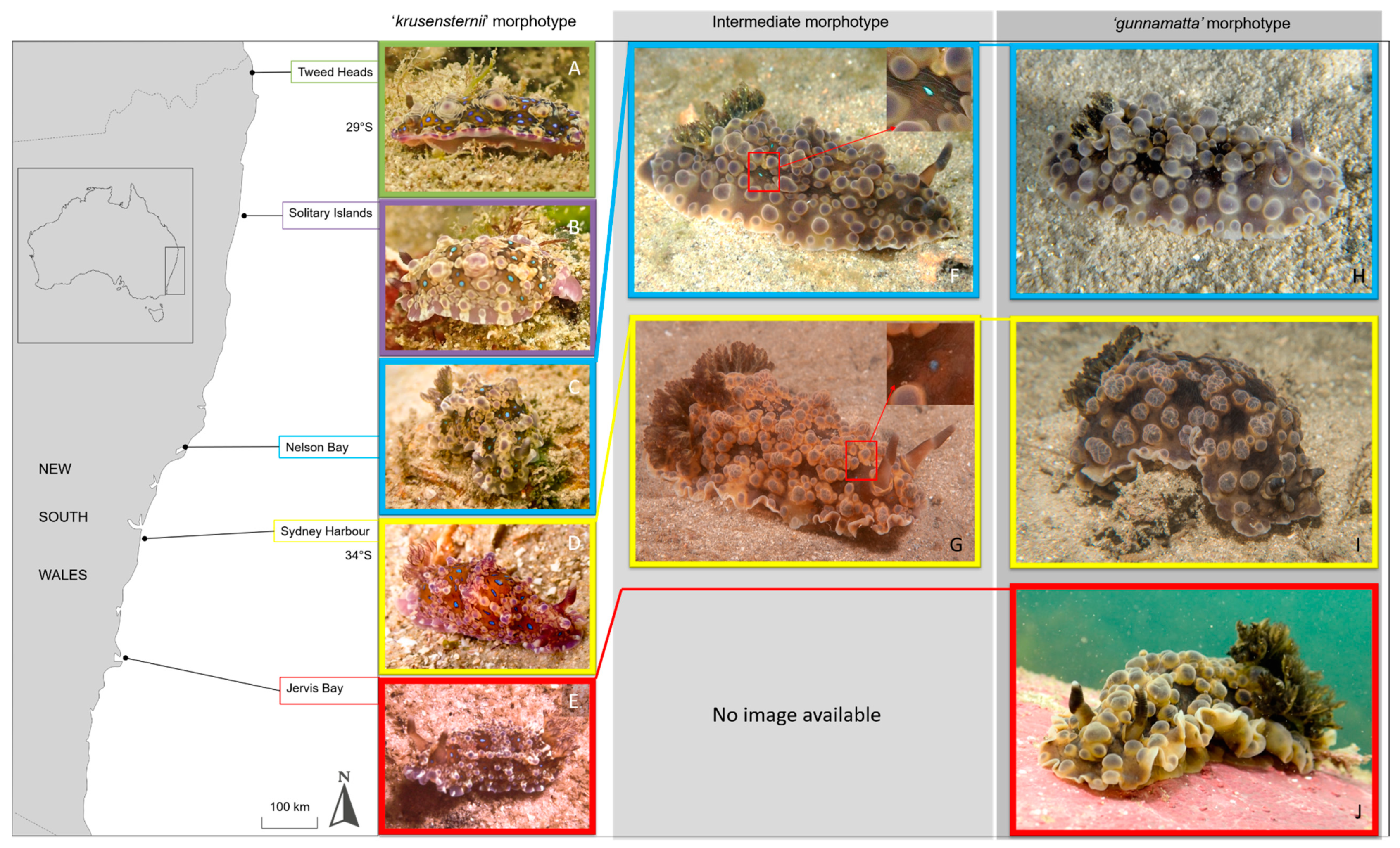 Taxonomy 01 00012 g003