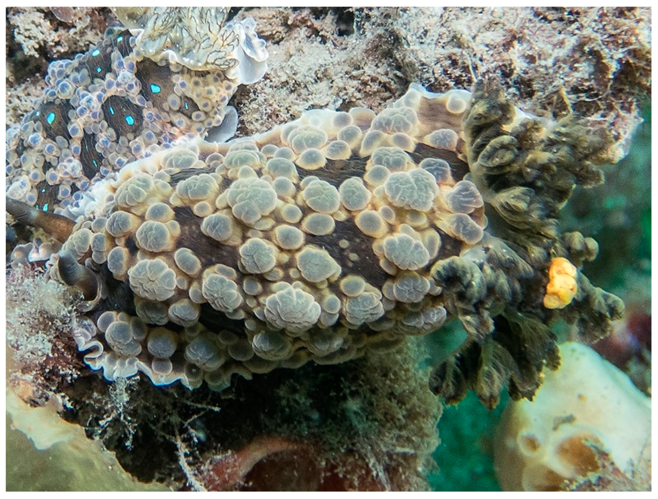 Taxonomy 01 00012 g004