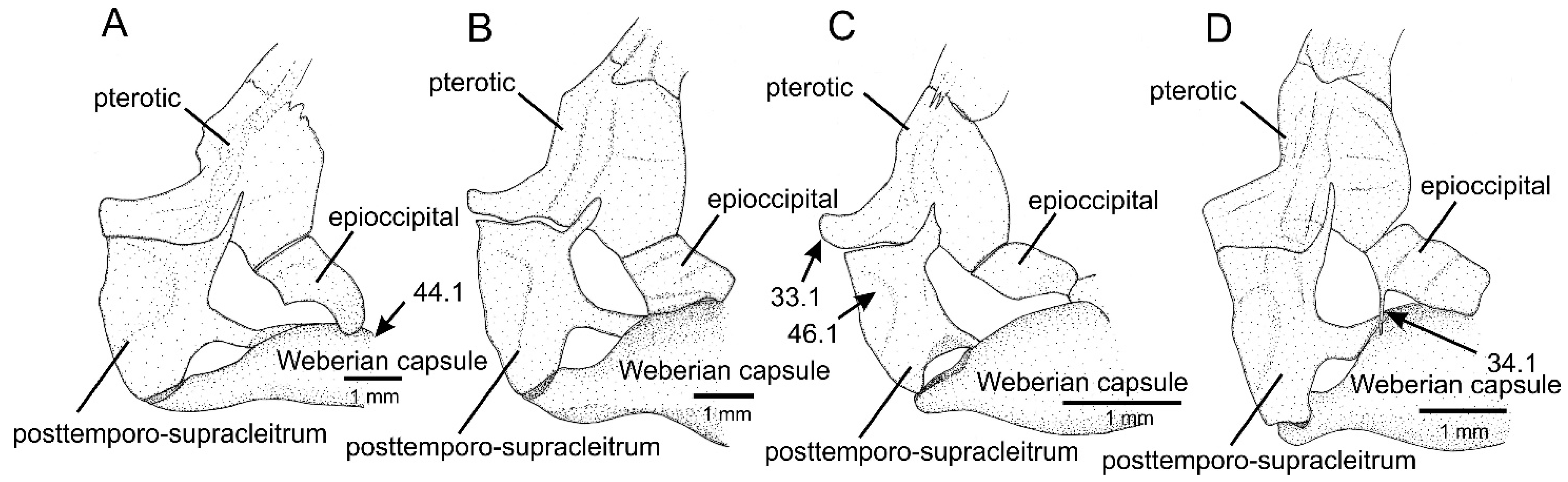 Taxonomy 01 00013 g004 Taxonomy 01 00013 g004