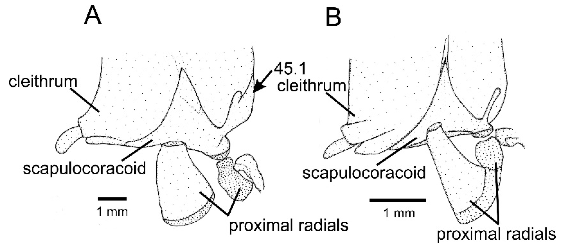 Taxonomy 01 00013 g005 Taxonomy 01 00013 g005