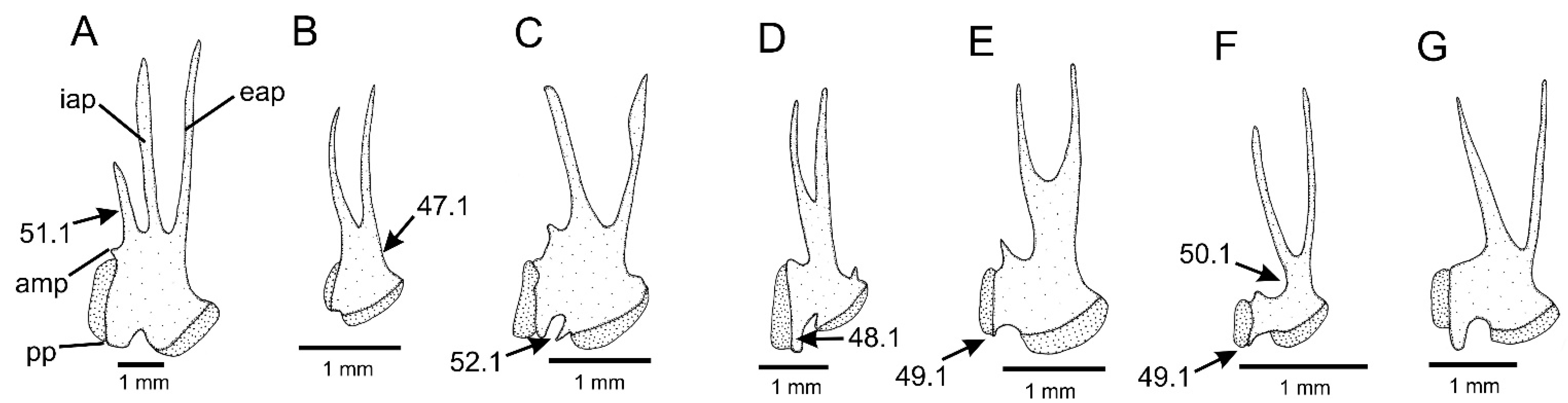 Taxonomy 01 00013 g006 Taxonomy 01 00013 g006