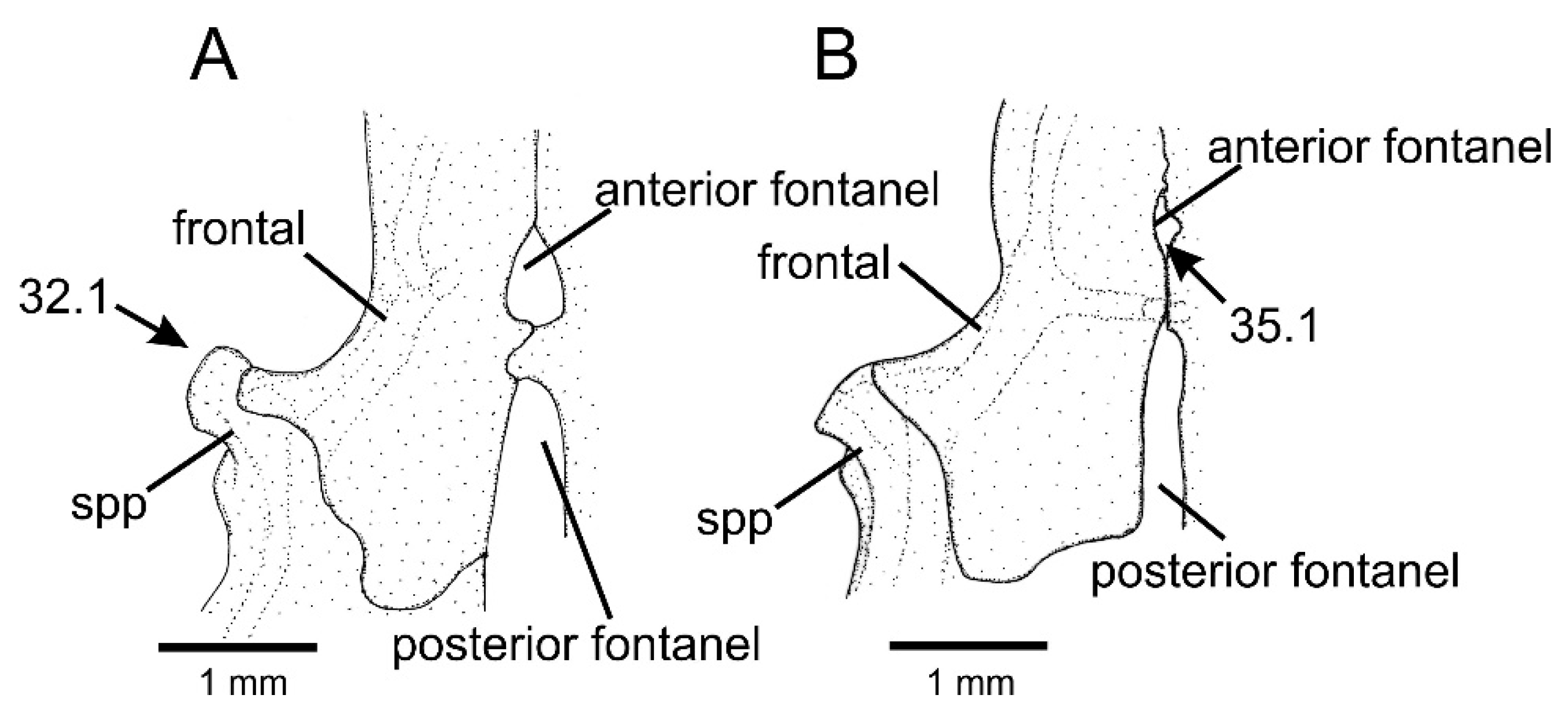 Taxonomy 01 00013 g008 Taxonomy 01 00013 g008