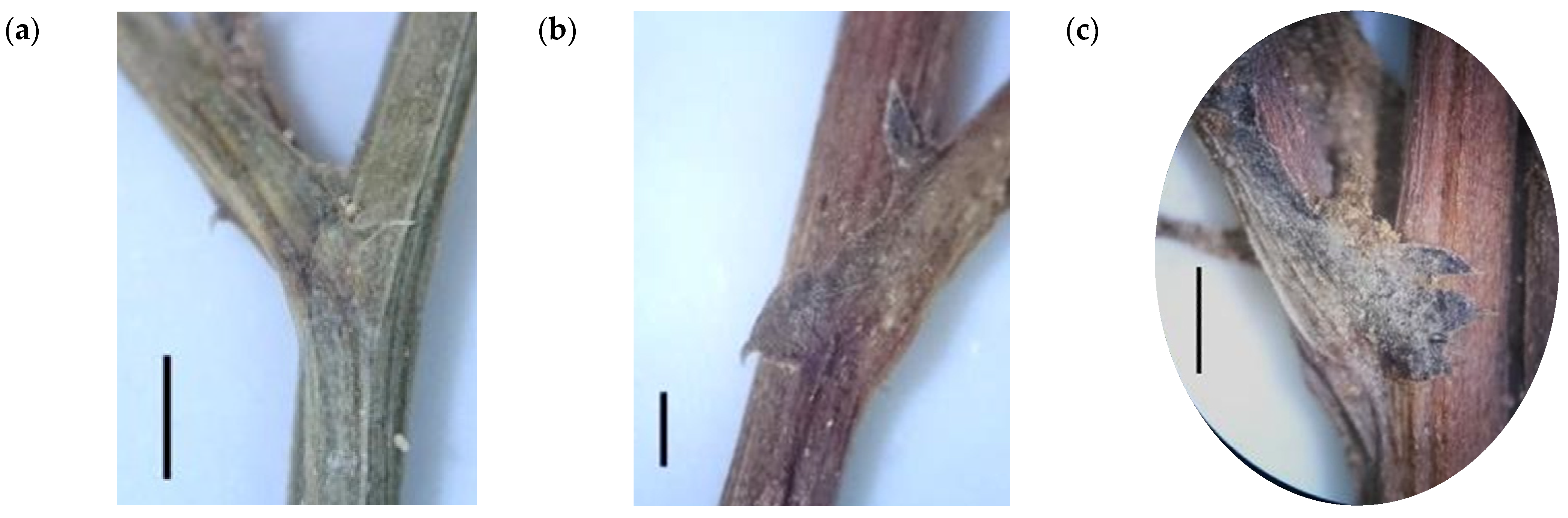 Taxonomy 01 00014 g001a