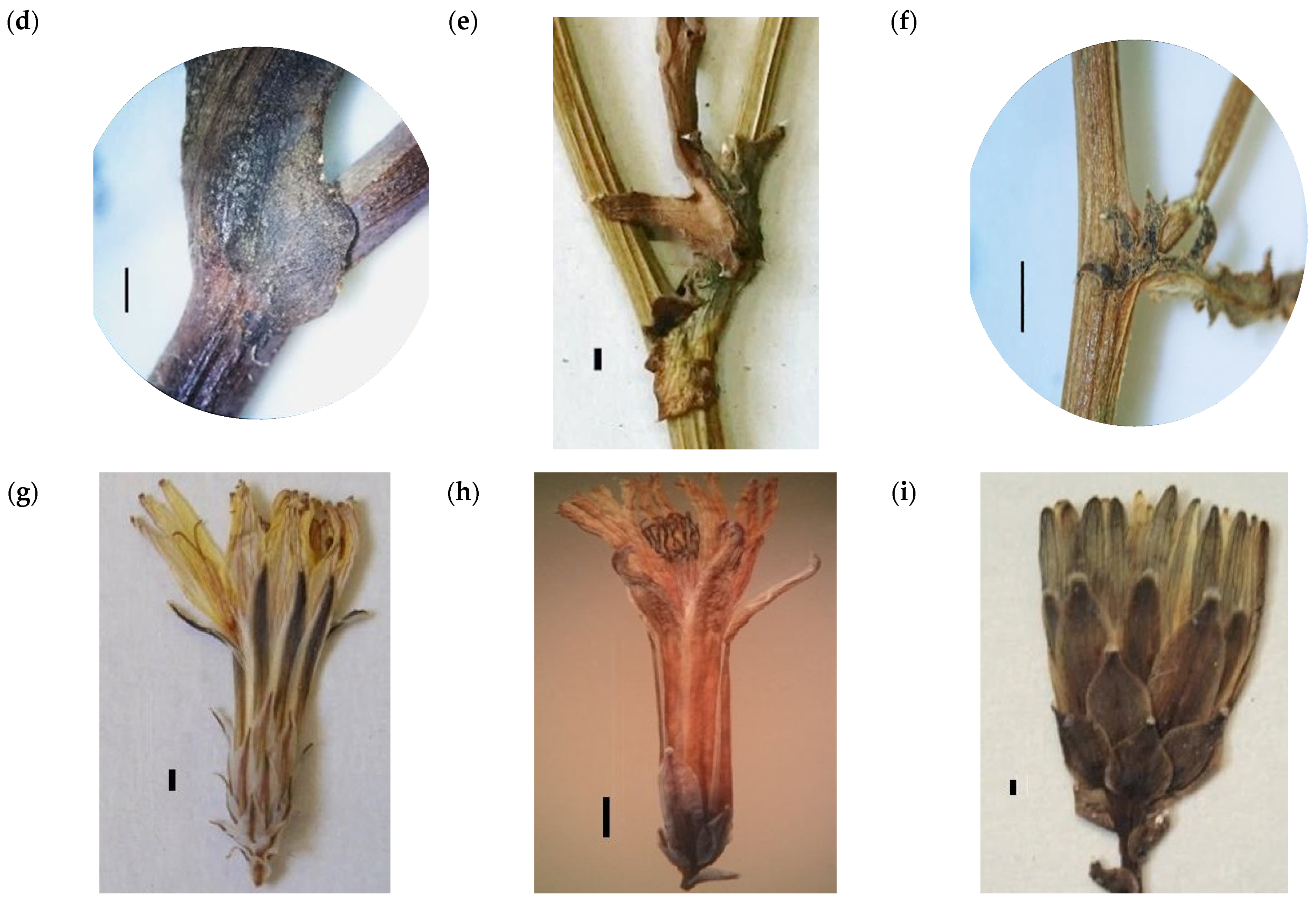 Taxonomy 01 00014 g001b
