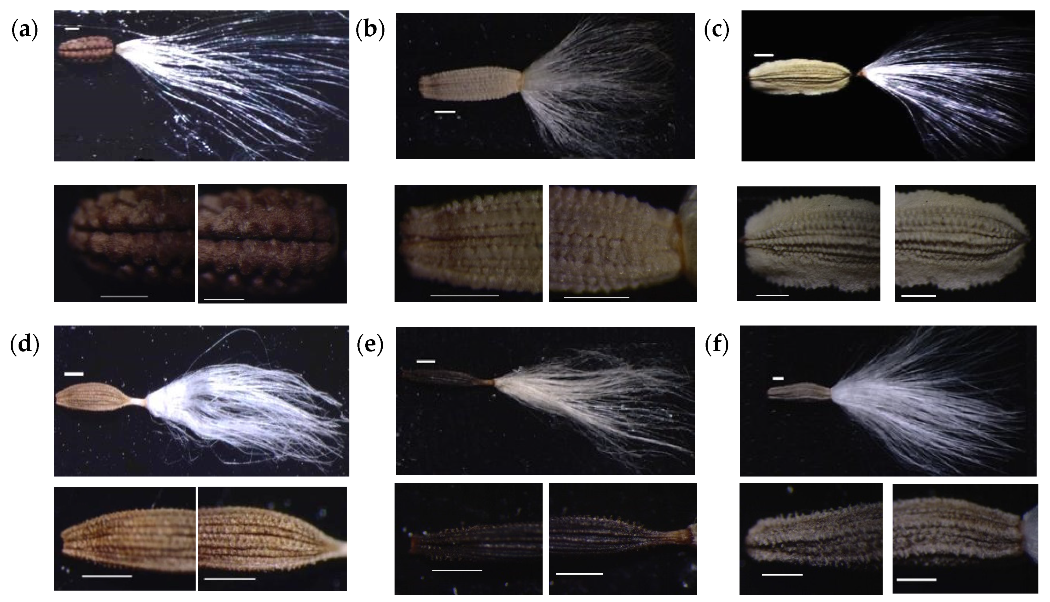 Taxonomy 01 00014 g002a