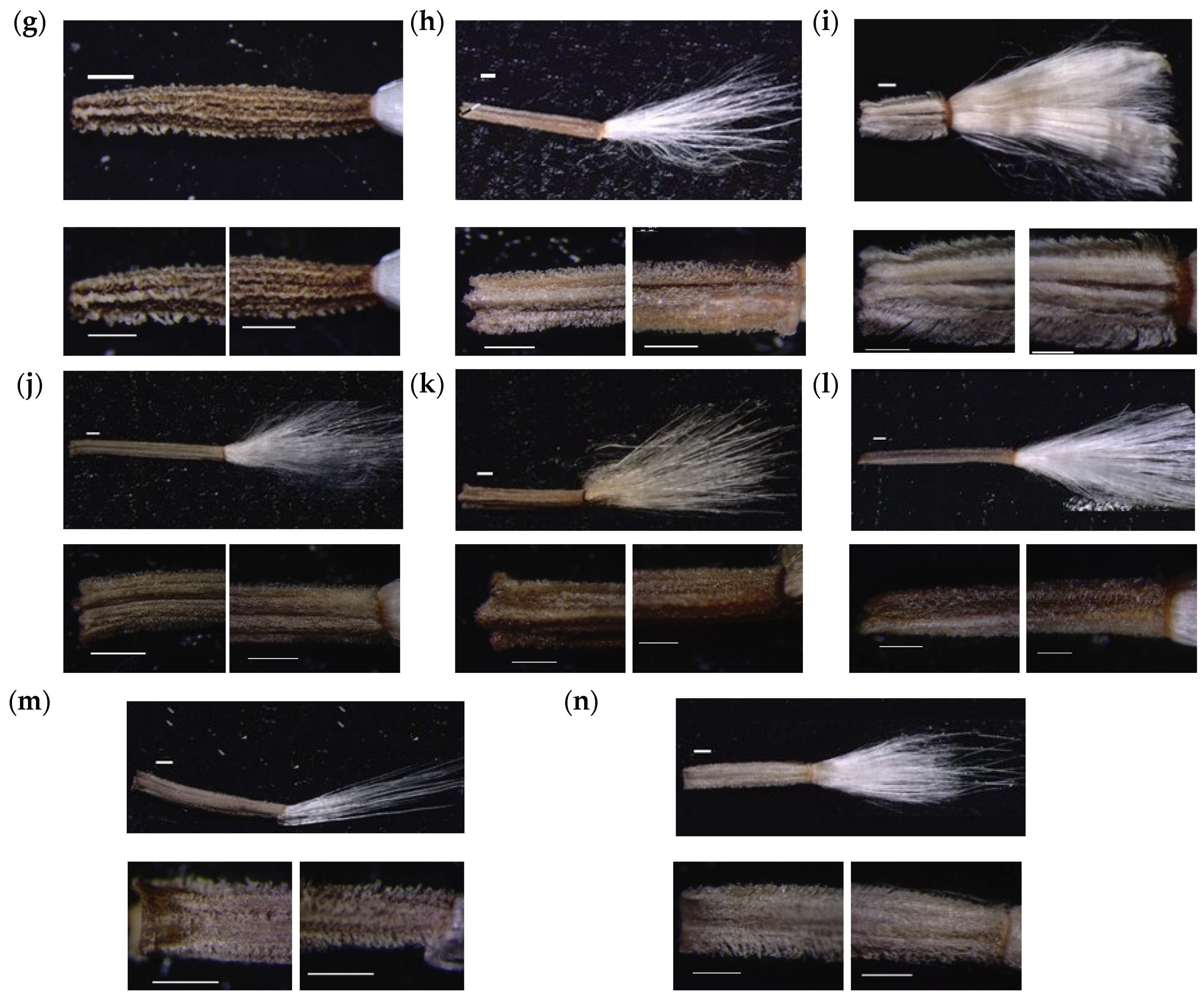 Taxonomy 01 00014 g002b