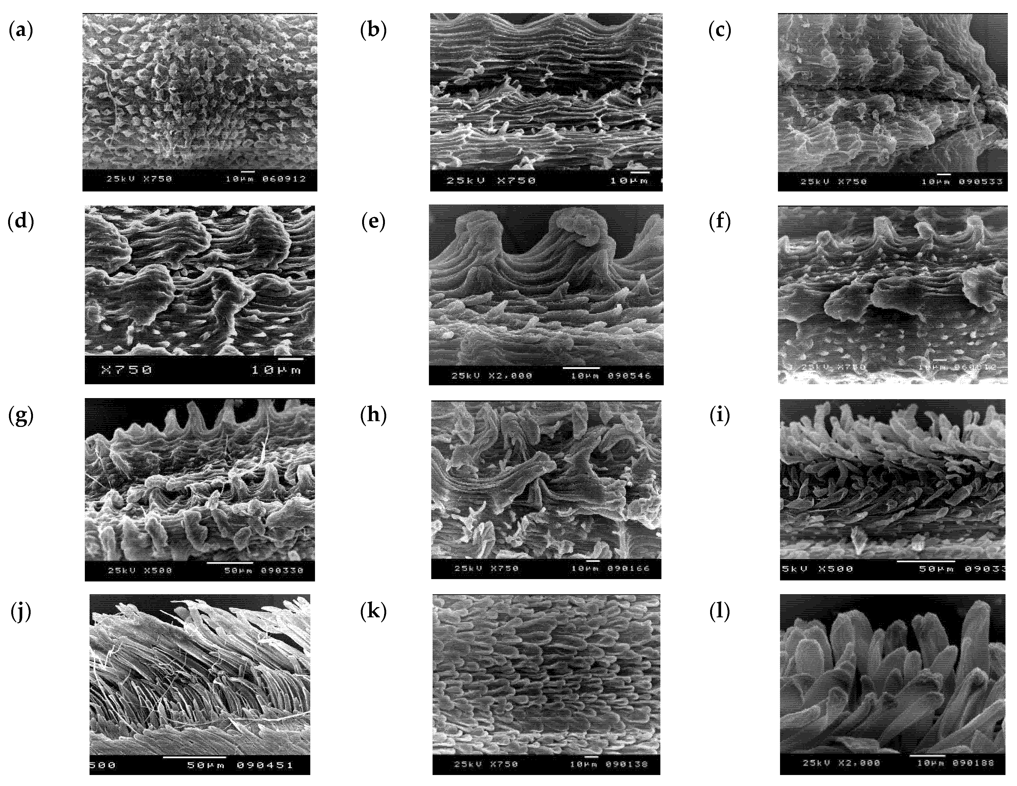 Taxonomy 01 00014 g005