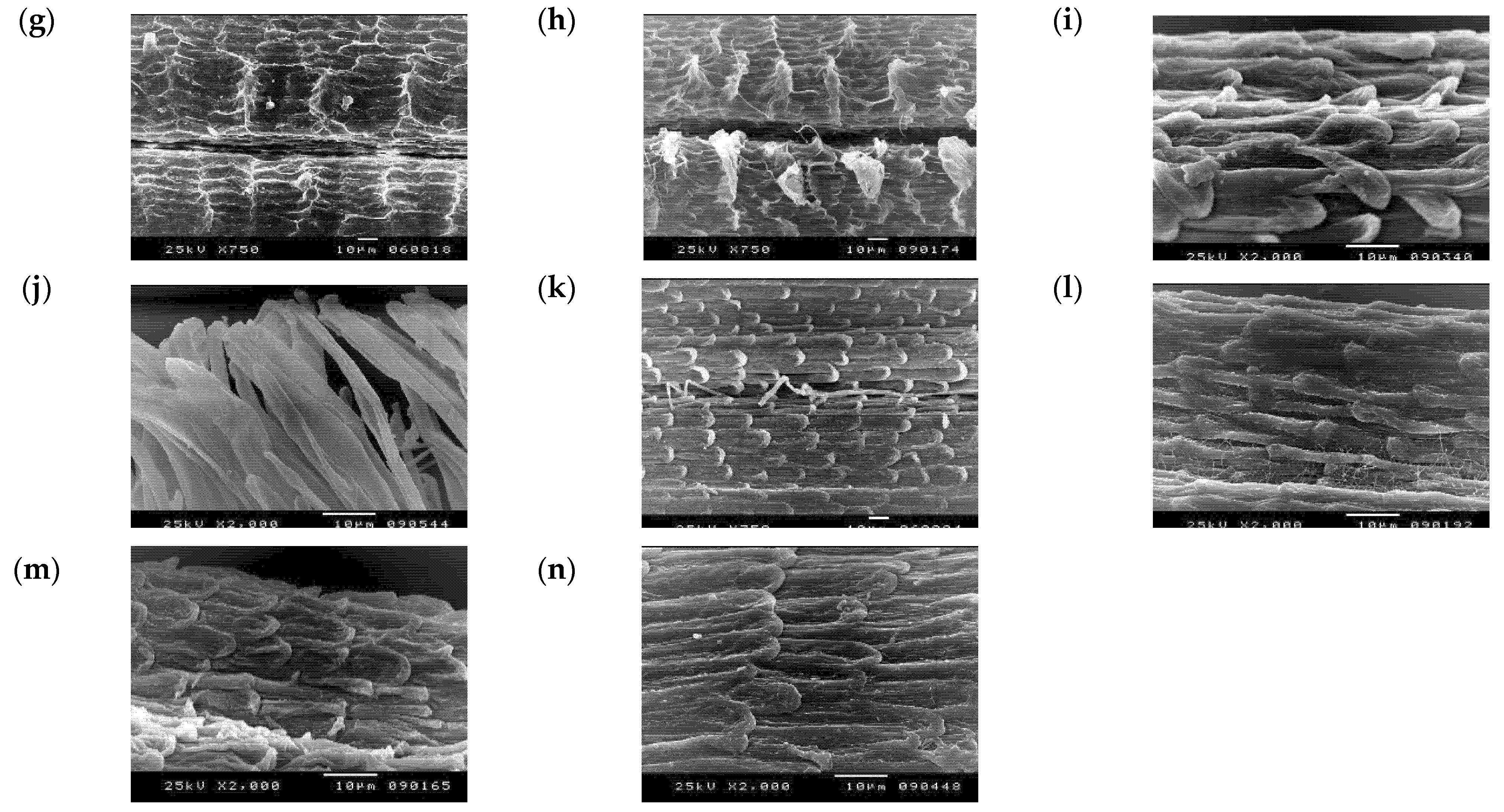 Taxonomy 01 00014 g006b