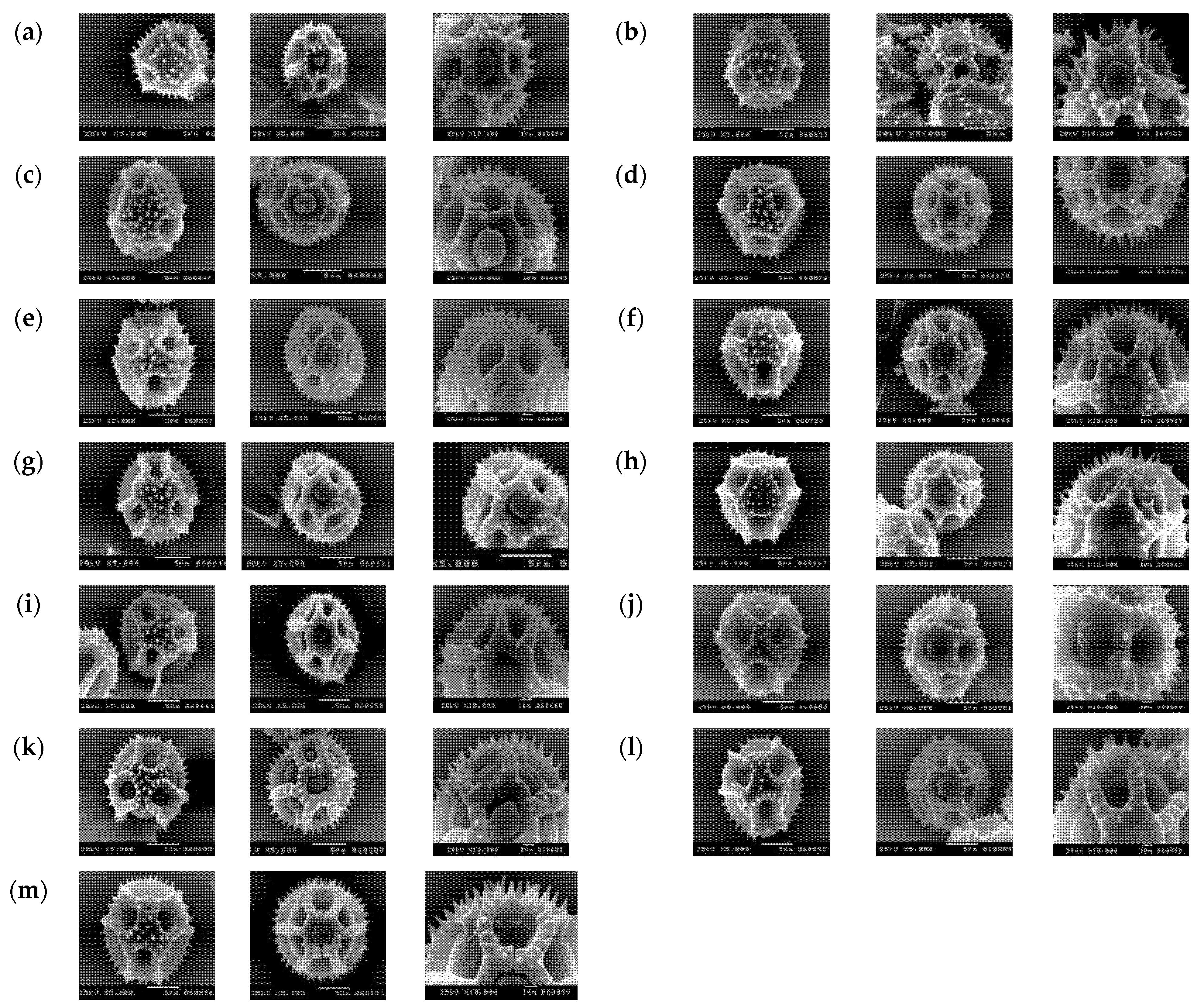 Taxonomy 01 00014 g008